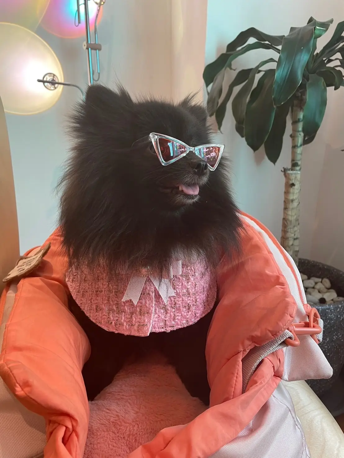 NORTHLANDTEA pets image 7