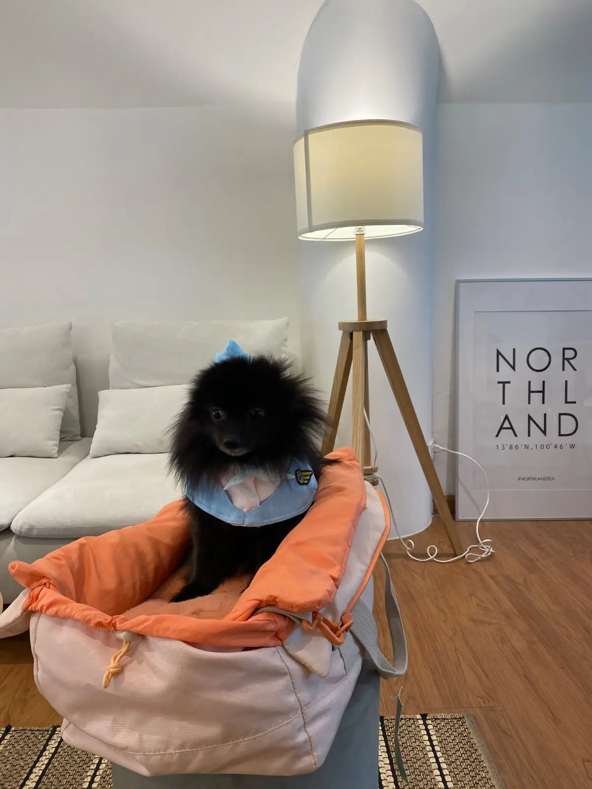 NORTHLANDTEA pets image 4