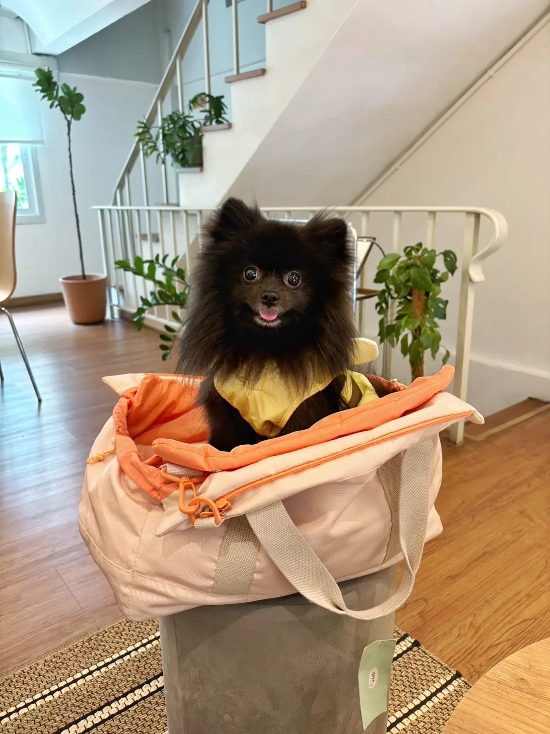 NORTHLANDTEA pets image 5