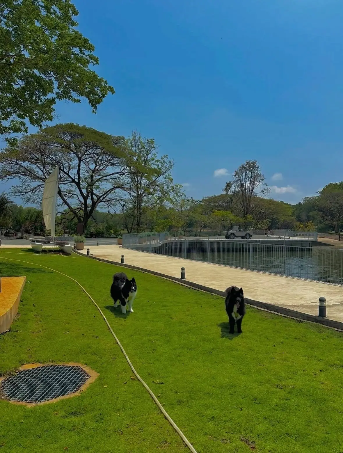 Sunset Bay Thachalabe pets image 4