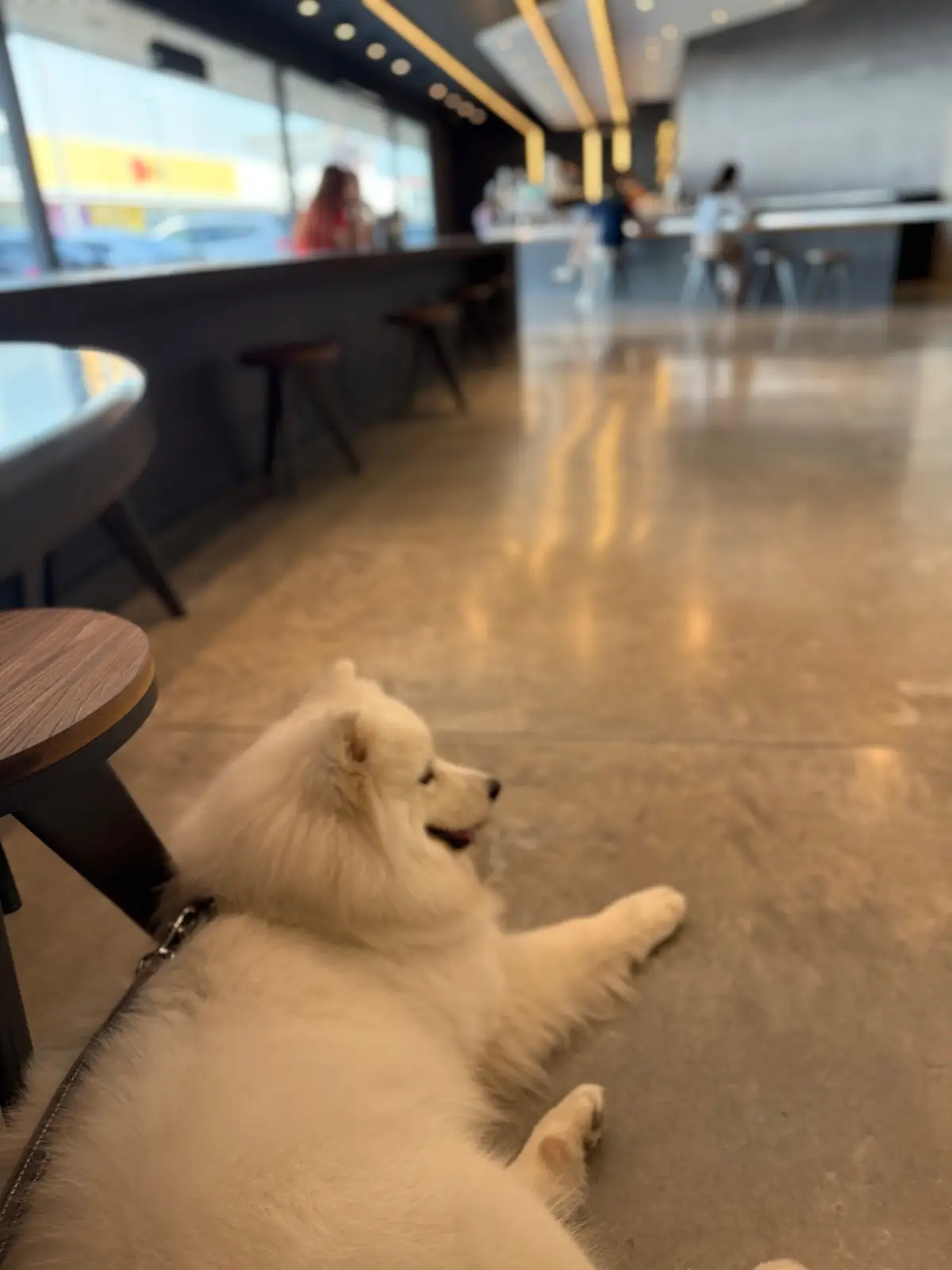 1:2 Coffee - Ratchaphruek pets image 1