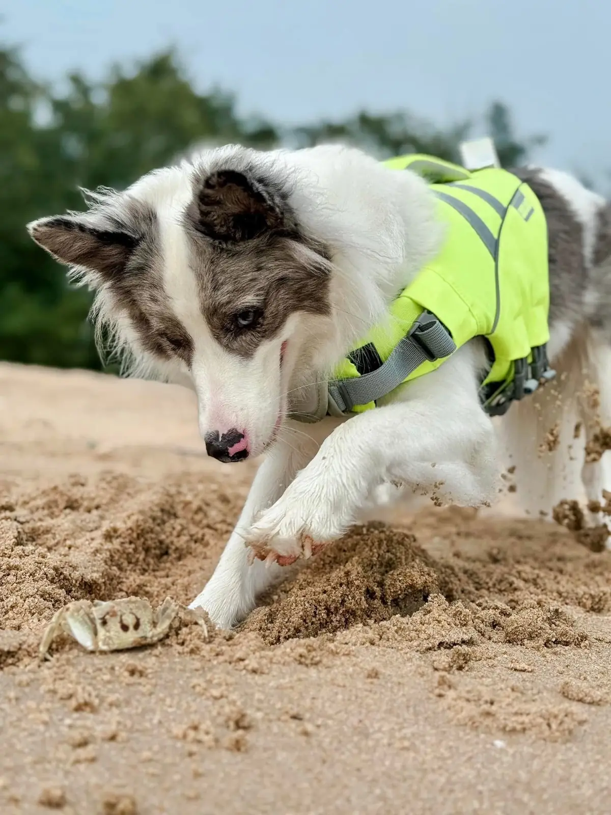 Deejai home pets image 3