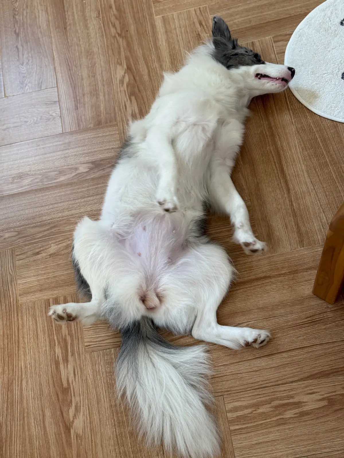 Deejai home pets image 4