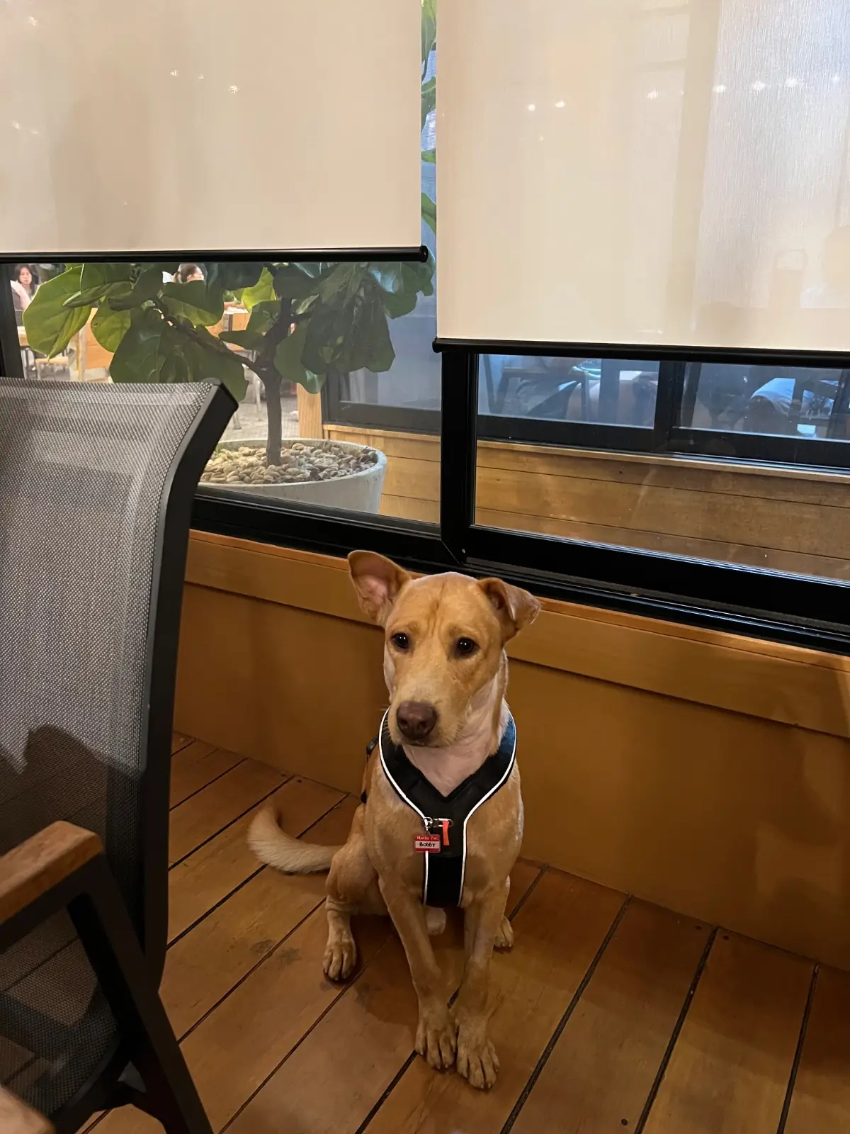 บุญปาก อิหลี pets image 3