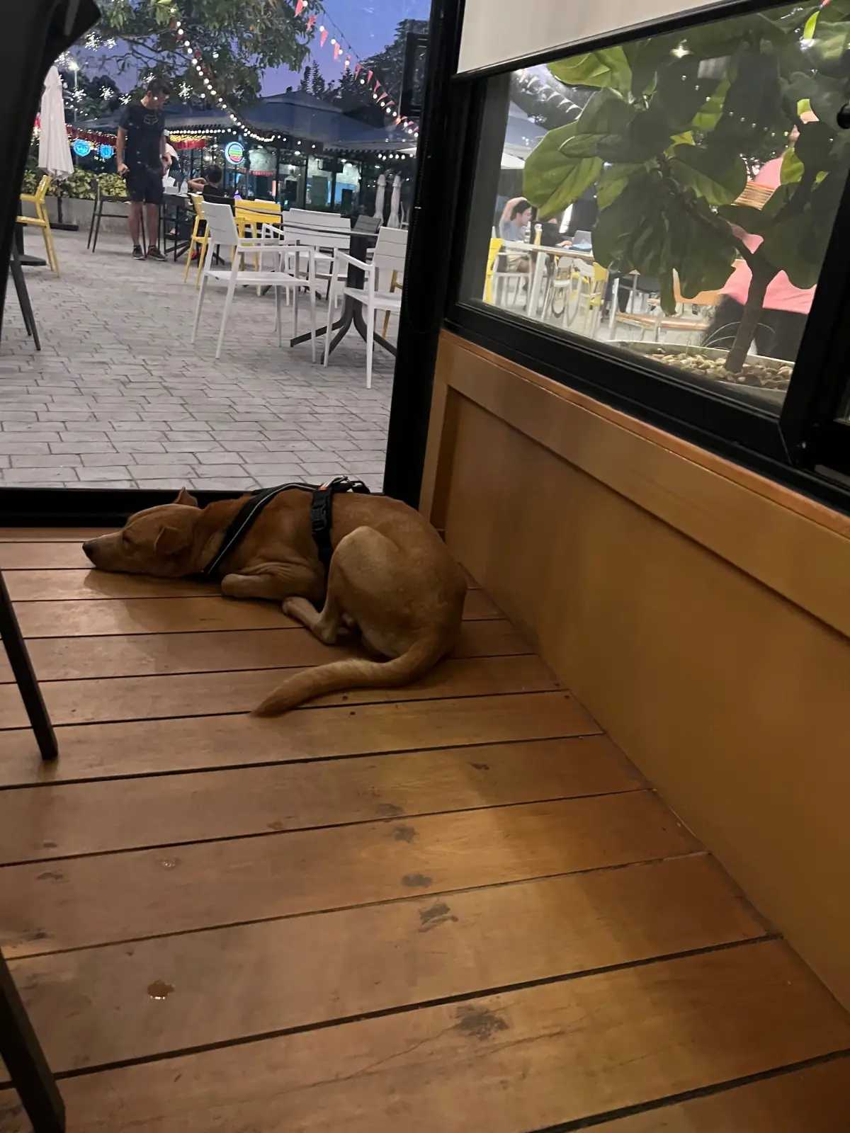 บุญปาก อิหลี pets image 4