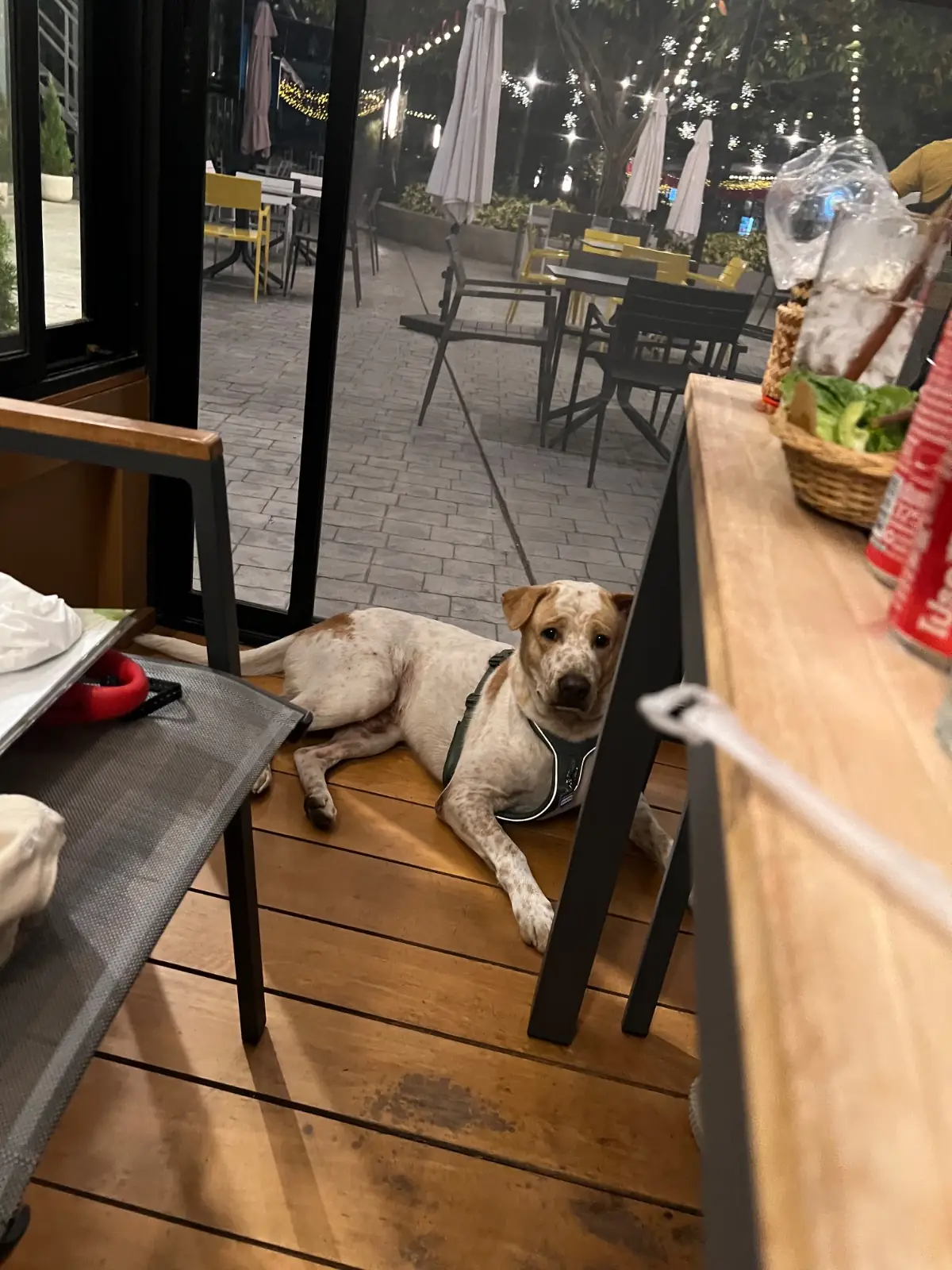 บุญปาก อิหลี pets image 1