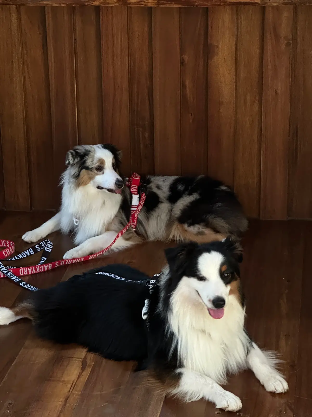 Fly Robusta pets image 1