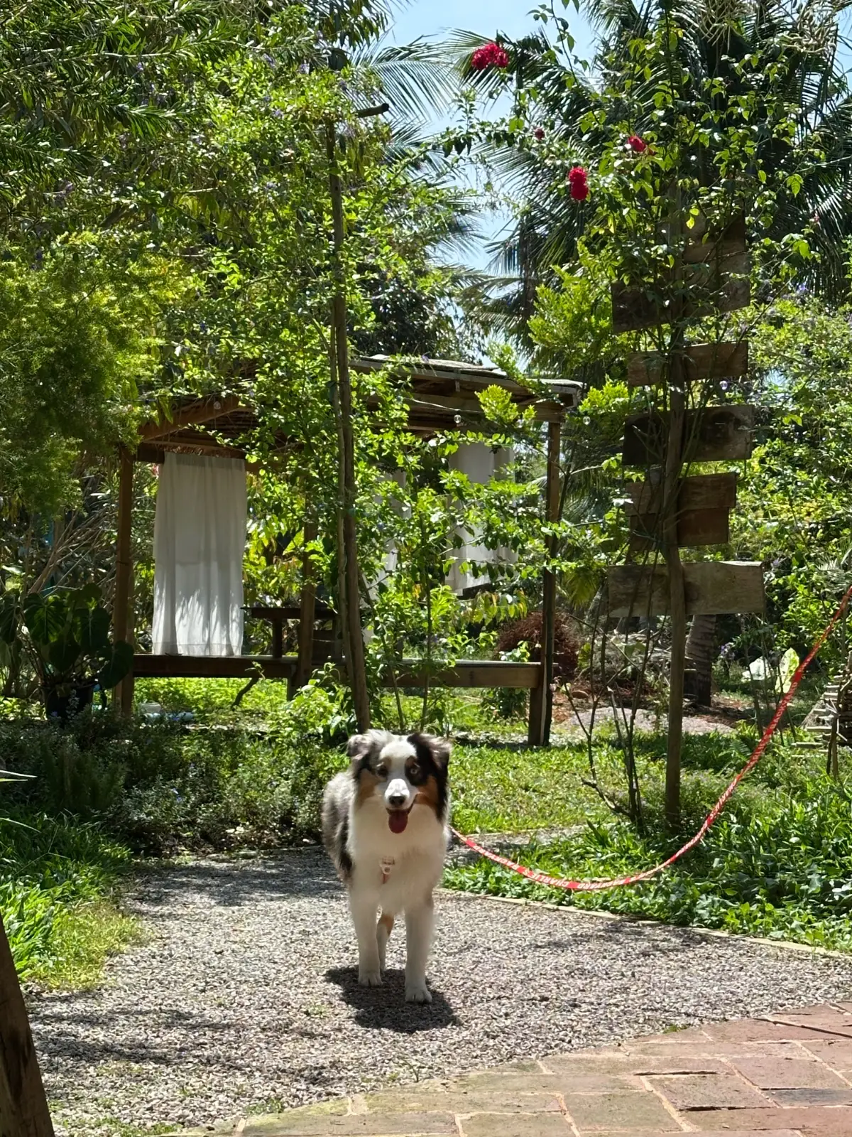 Fly Robusta pets image 2