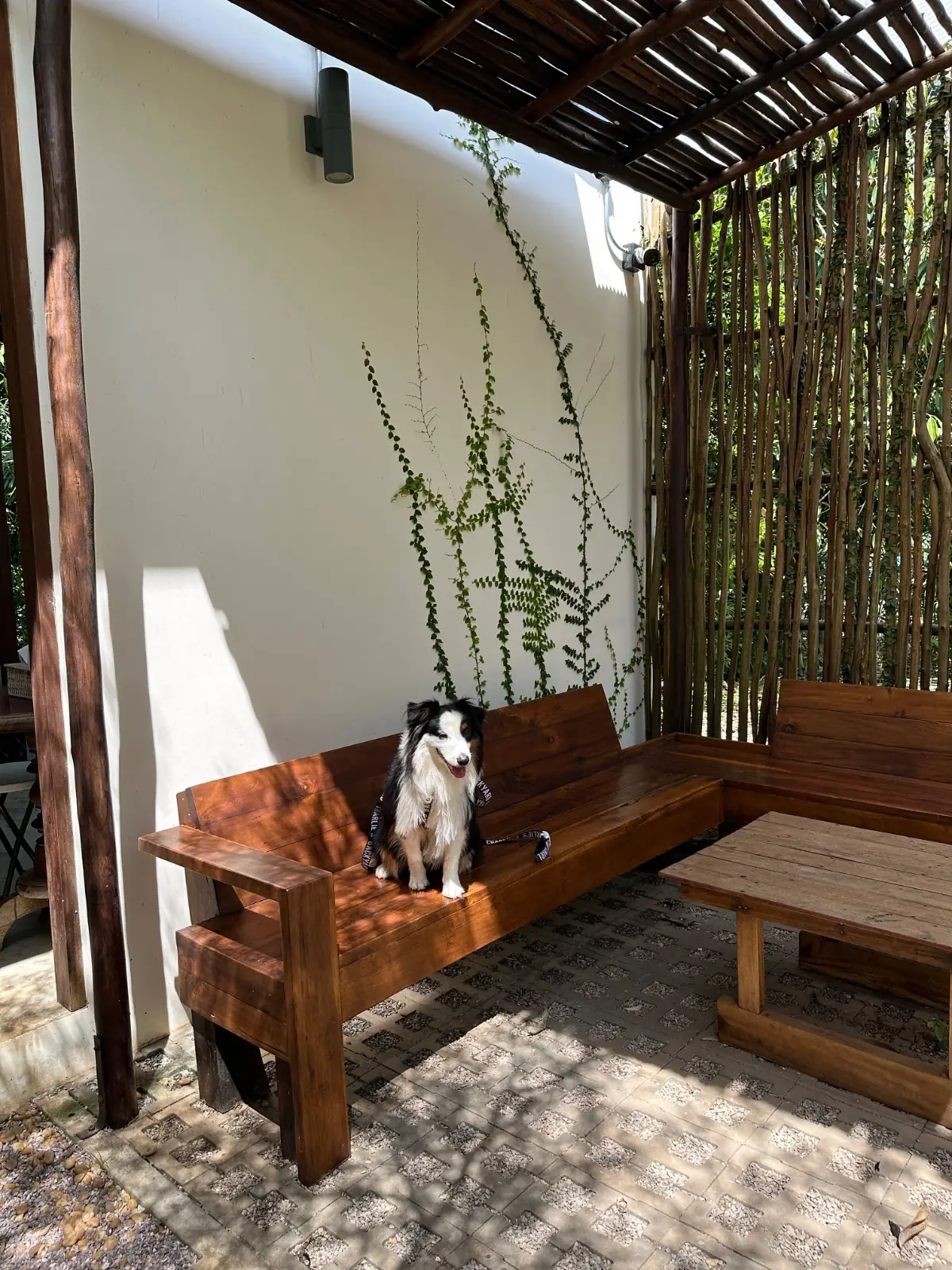 Fly Robusta pets image 3