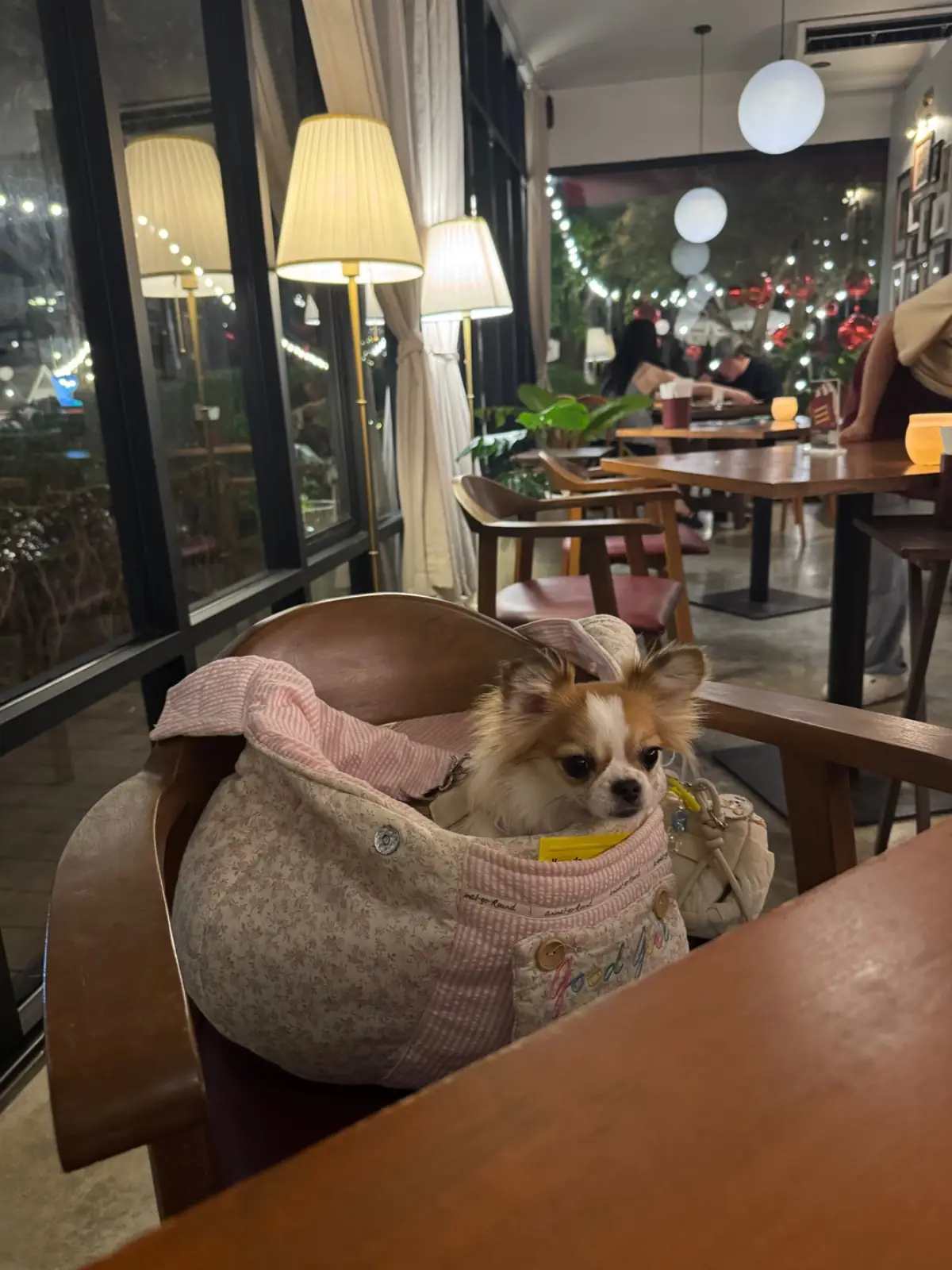 SIMMER.BKK pets image 7