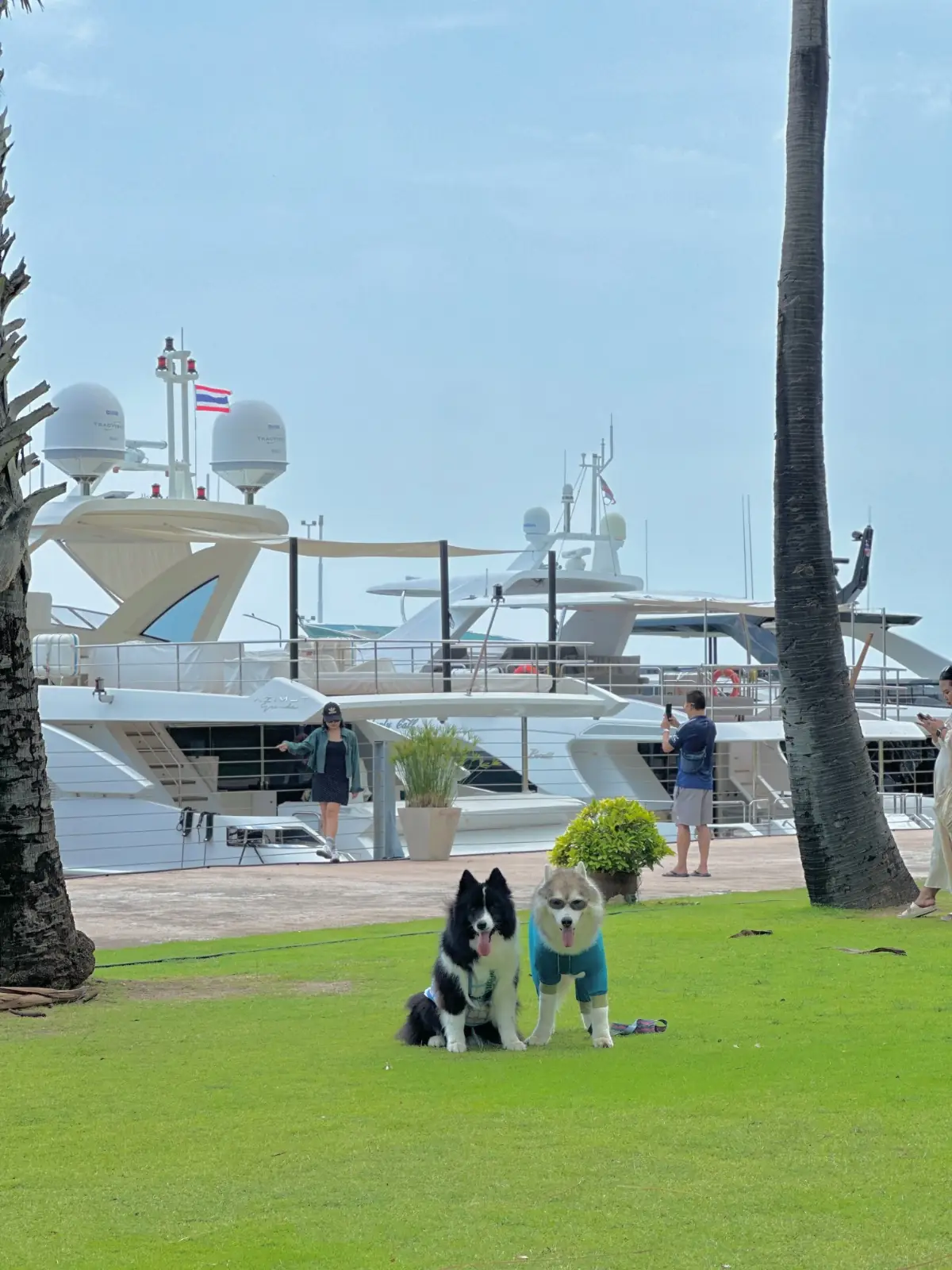 ห้องอาหาร ริว่า pets image 1