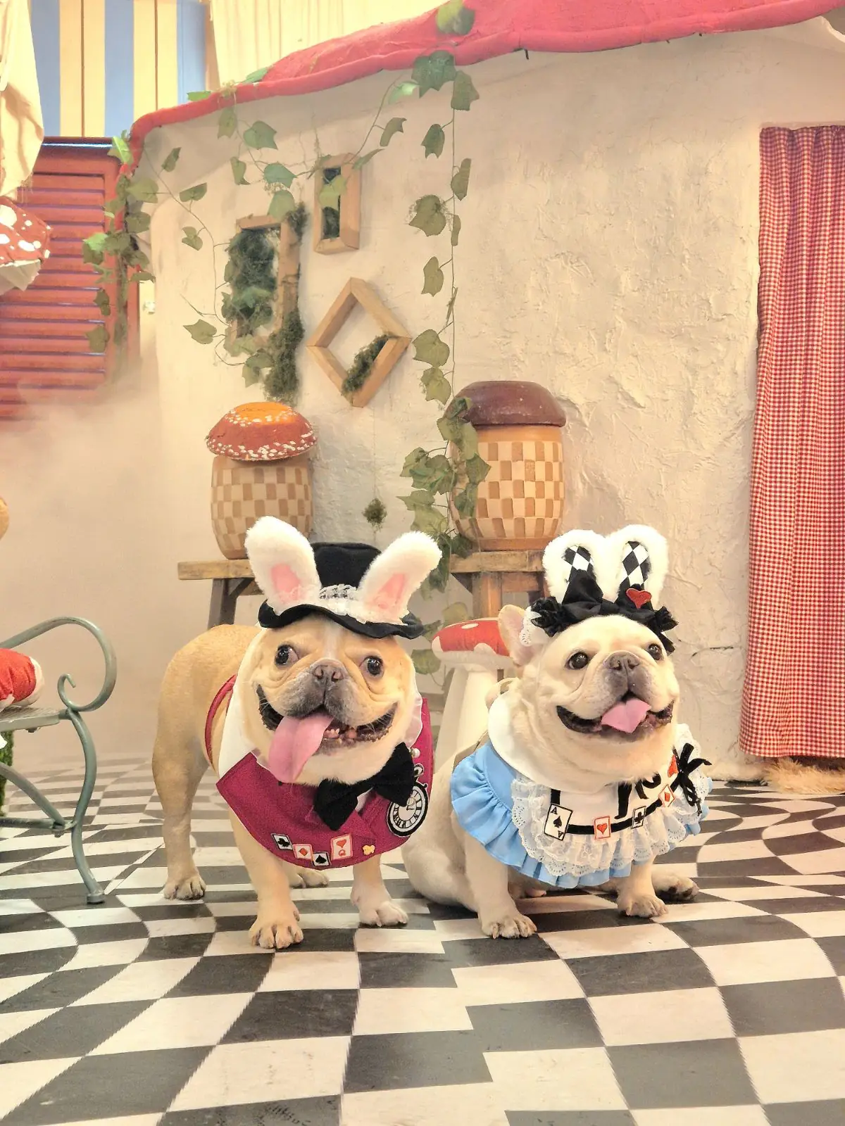 บ้านเพื่อน BaanPuen Cafe pets image 11