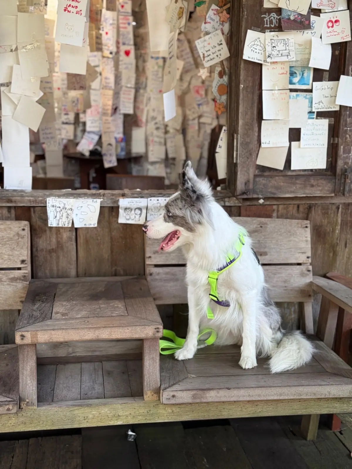 กาแฟกับต้นไม้ pets image 2