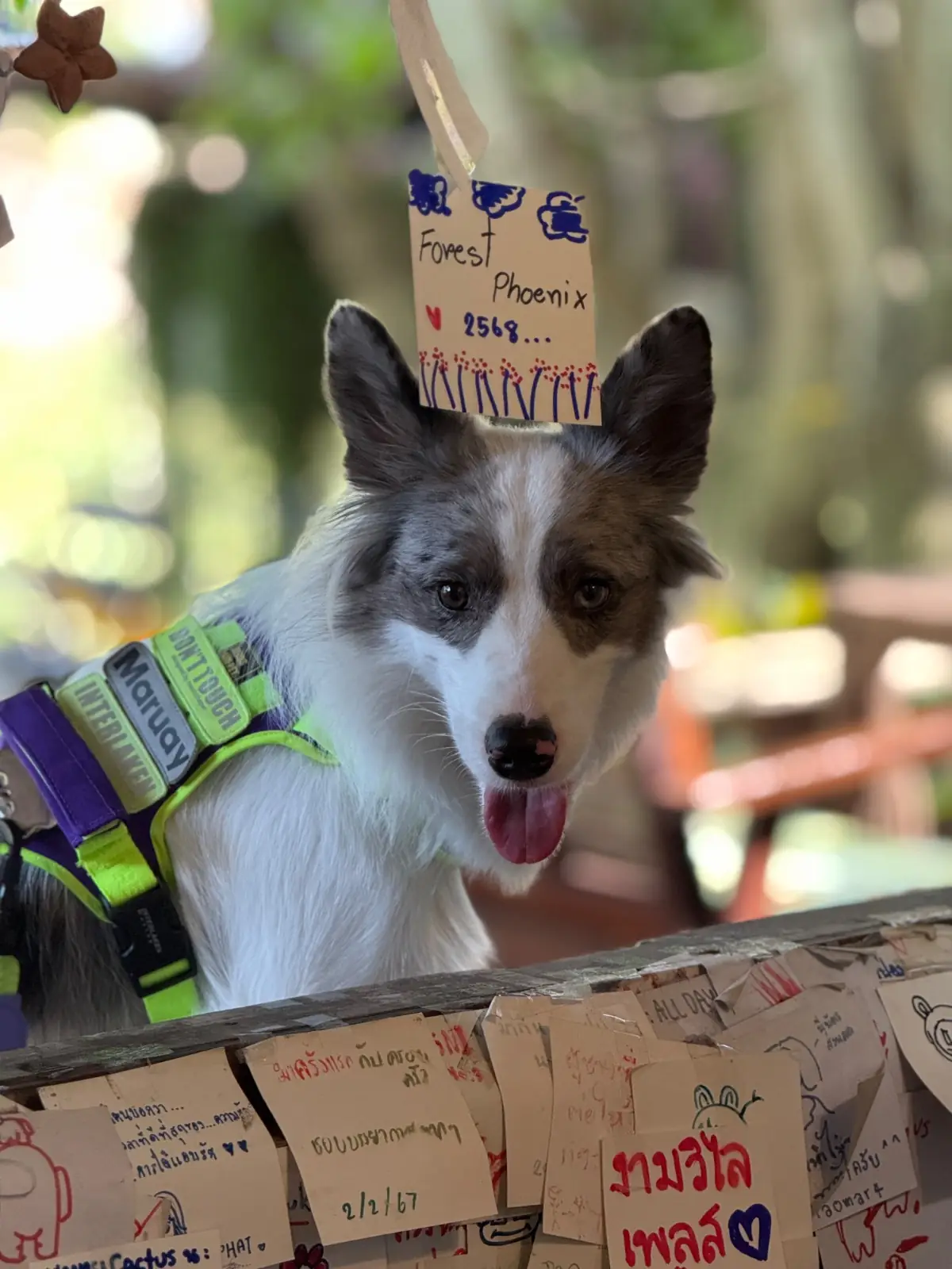 กาแฟกับต้นไม้ pets image 1