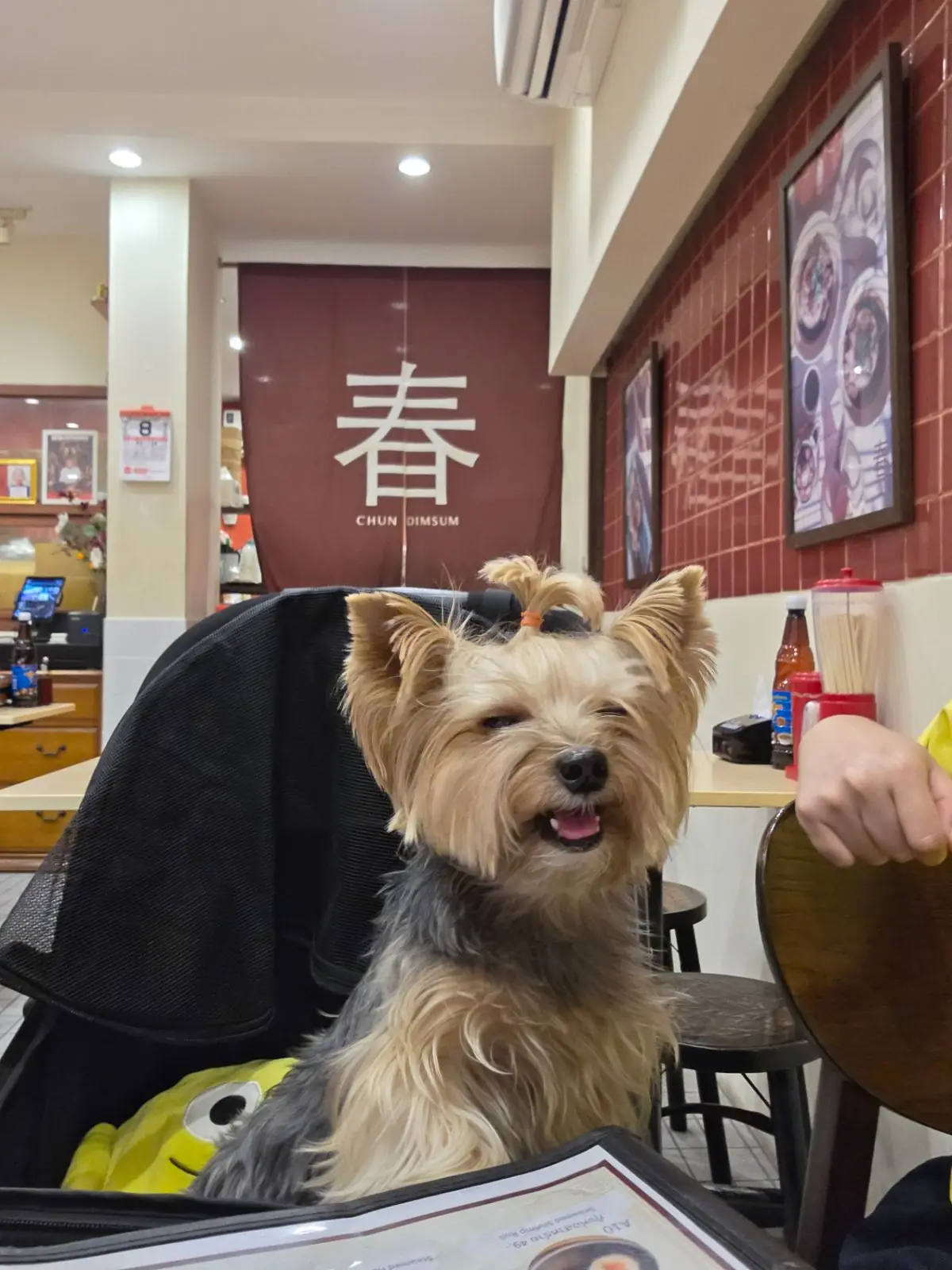 Chun Dimsum Rama 9 pets image 2