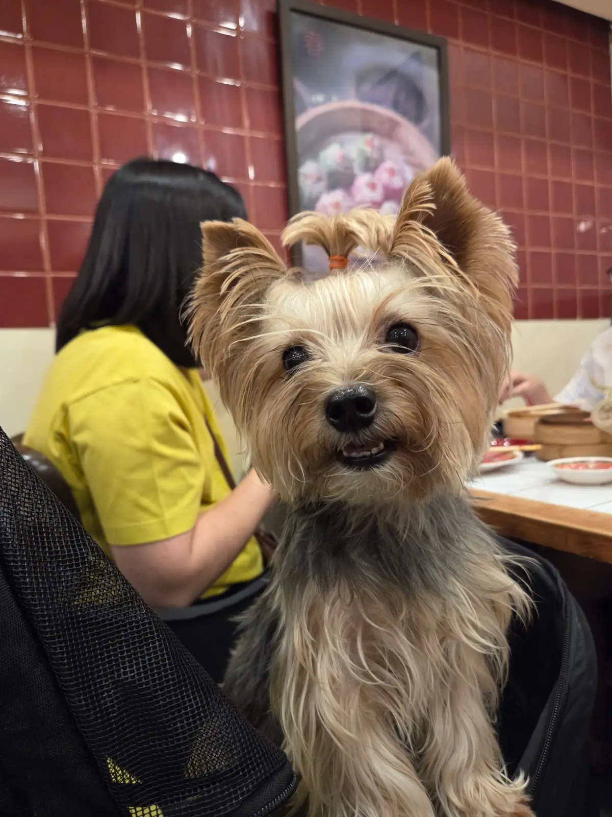 Chun Dimsum Rama 9 pets image 1