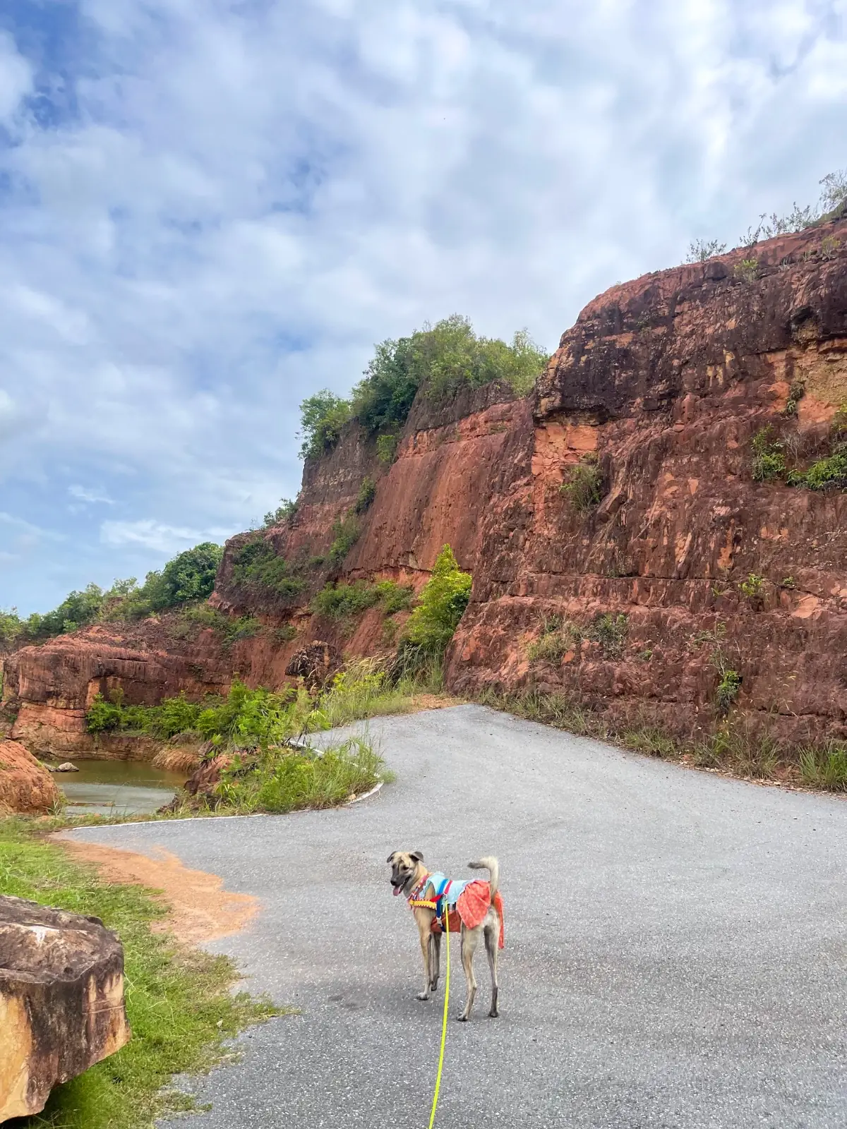 Koh Yai Grand Canyon pets image 4