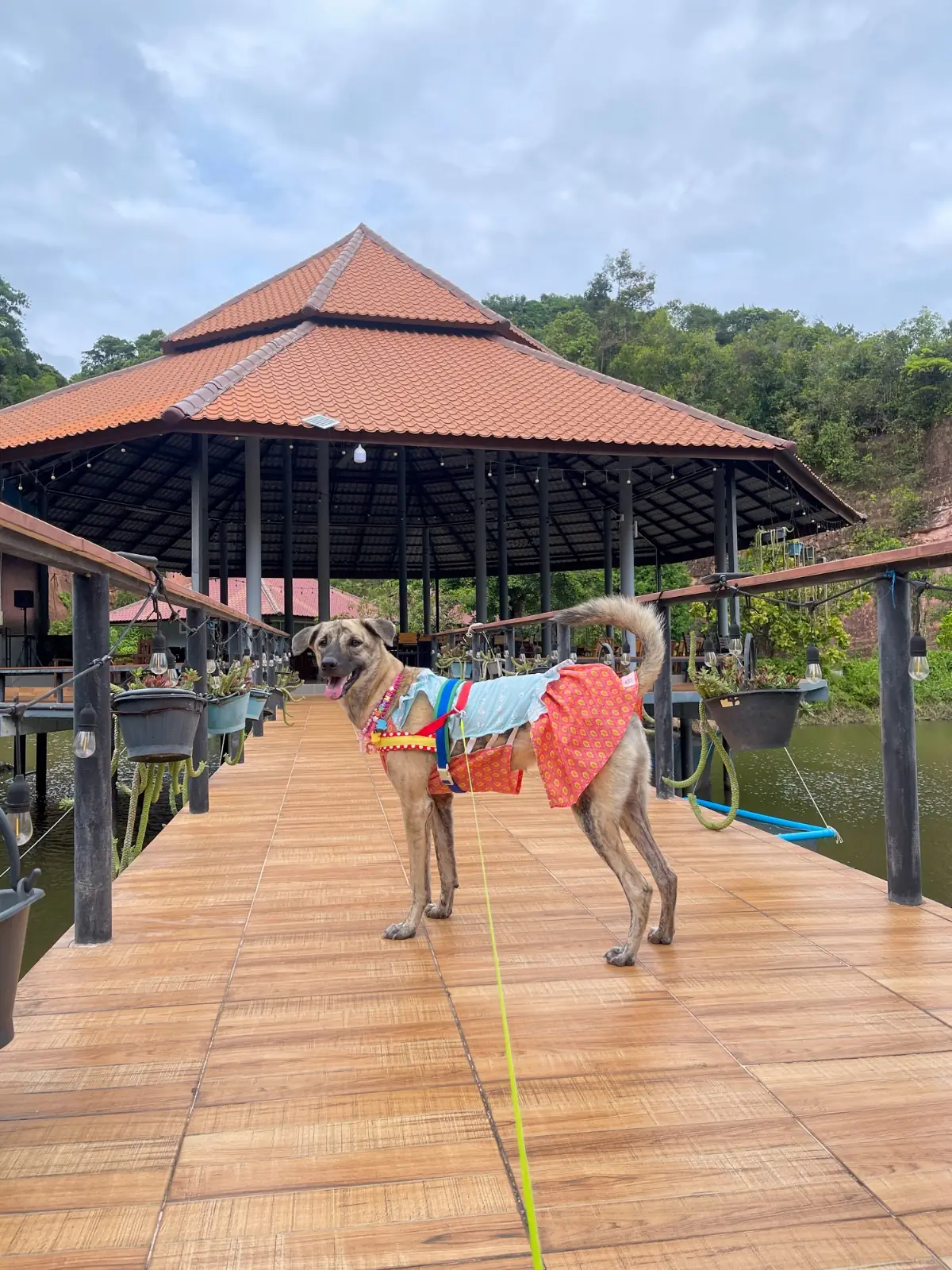 Koh Yai Grand Canyon pets image 3