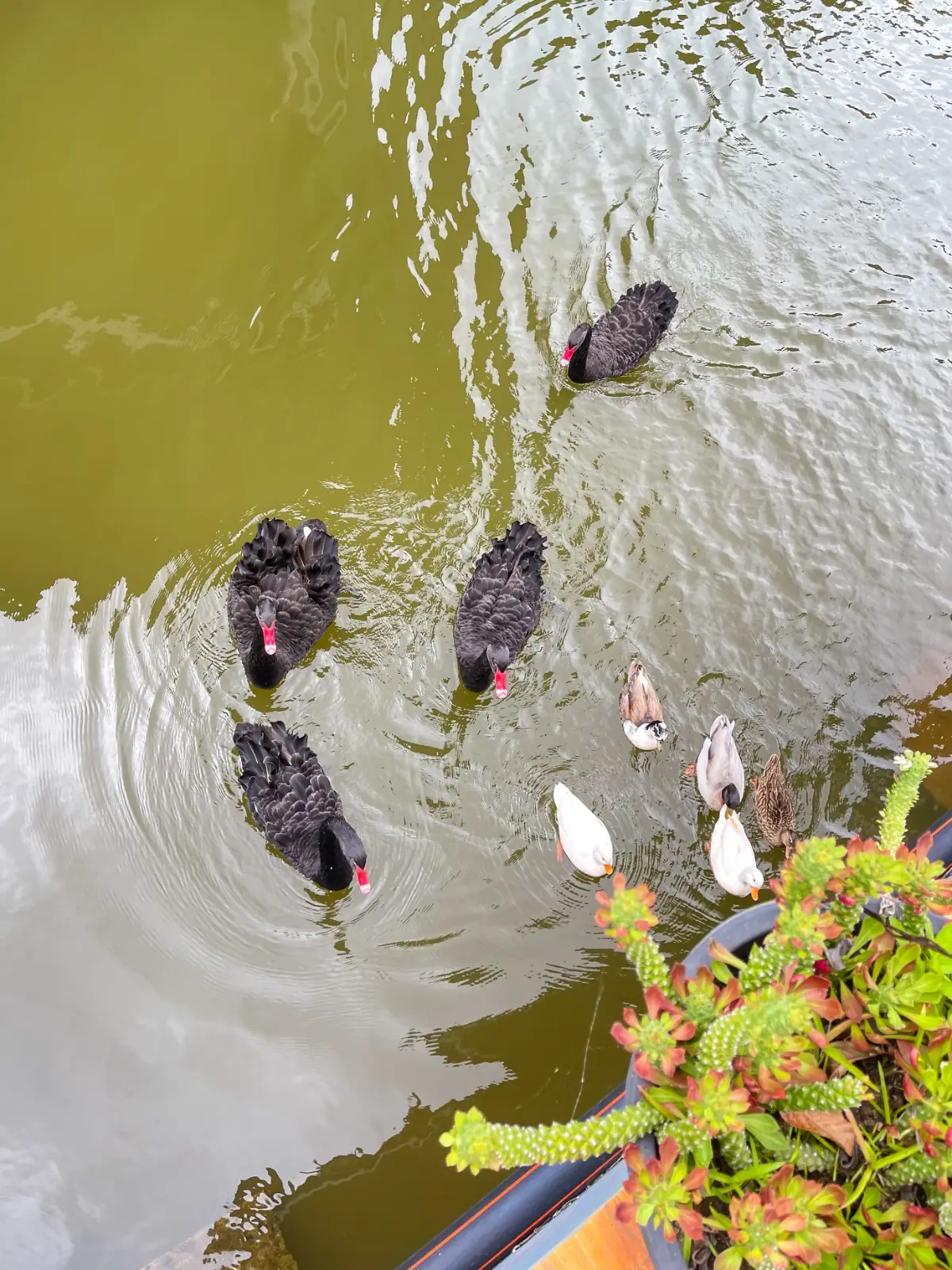 Koh Yai Grand Canyon pets image 2