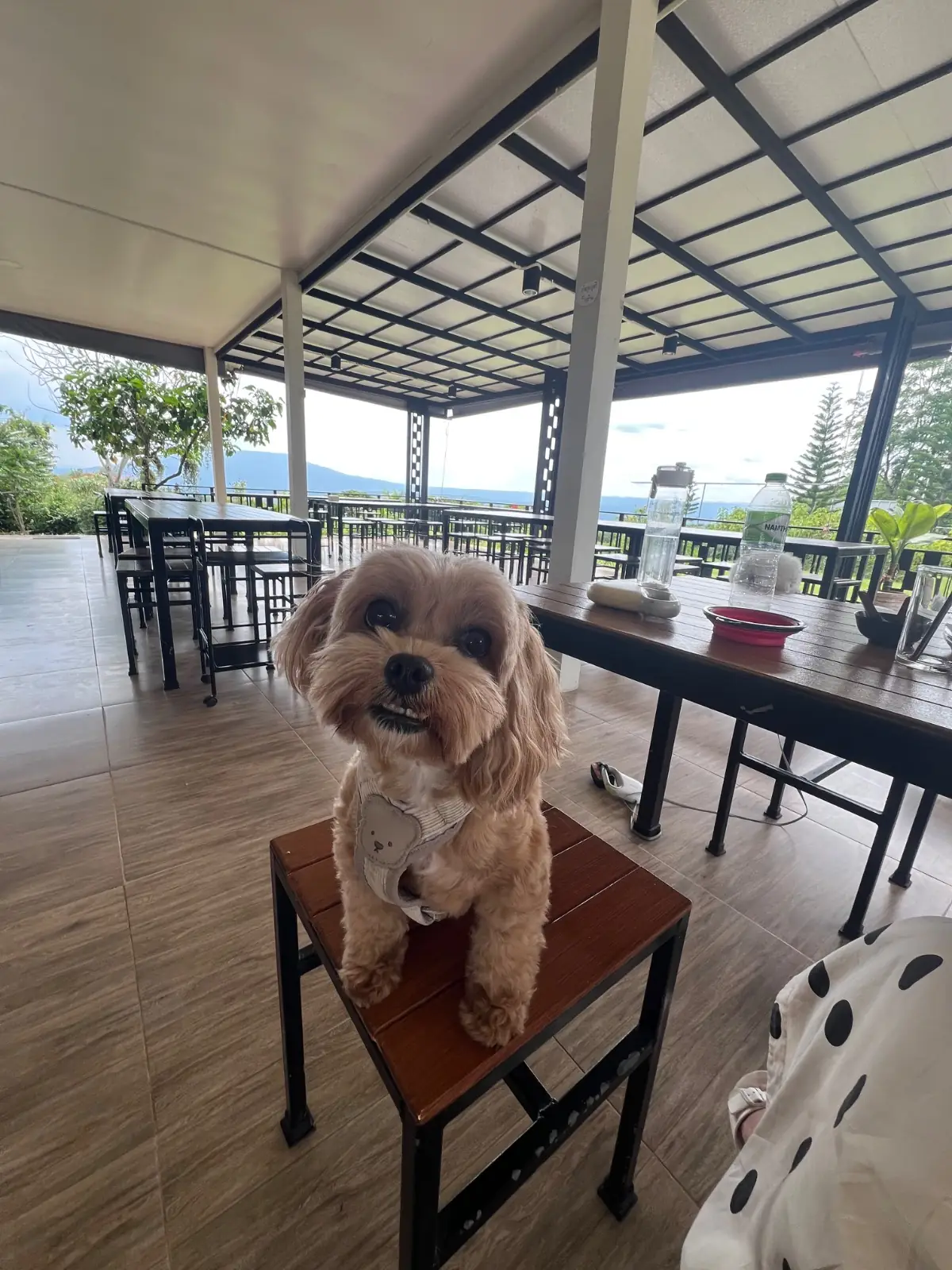ครัว ติดเขา pets image 1