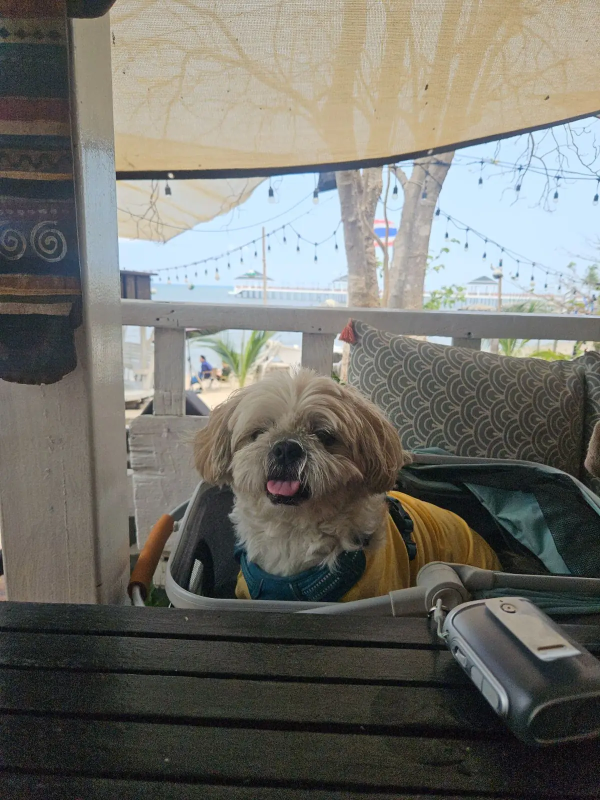 Tree Dee Art Café and Bar pets image 2