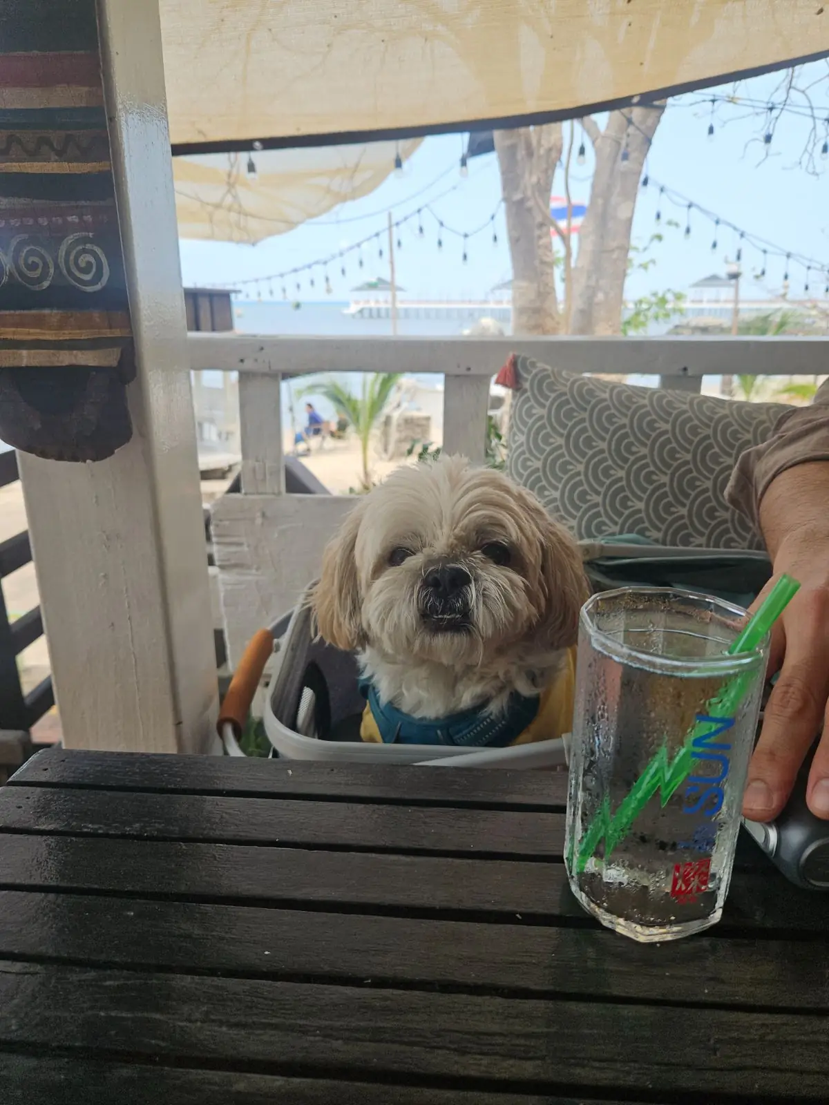 Tree Dee Art Café and Bar pets image 1