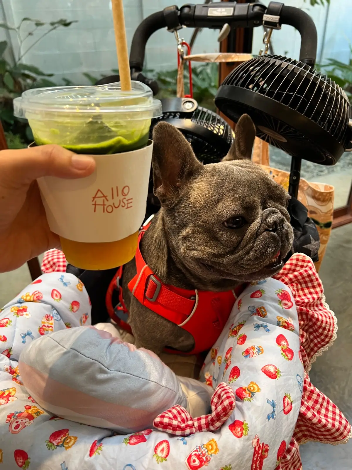 ALLO HOUSE pets image 1