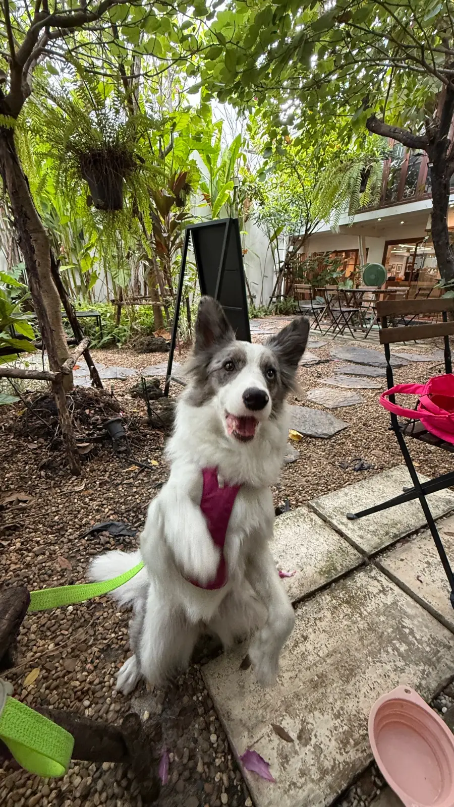 ALLO HOUSE pets image 6