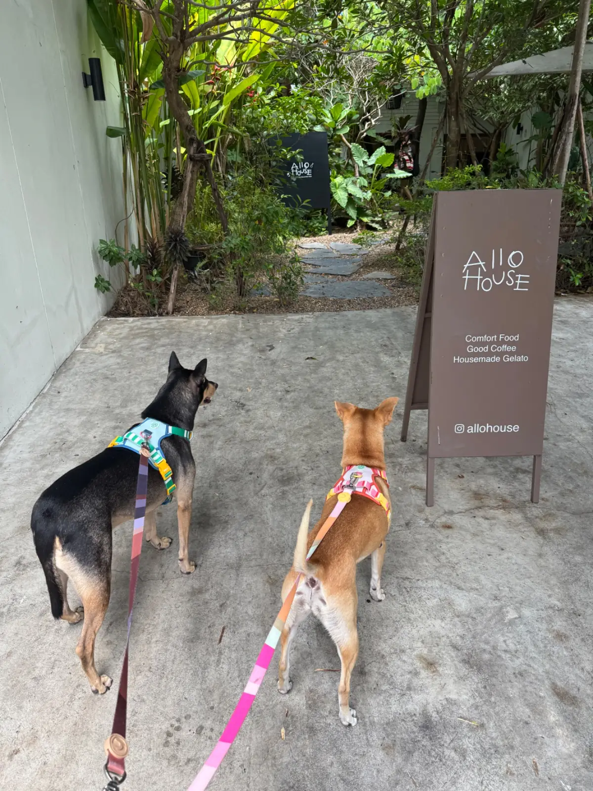 Allo House pets image 3