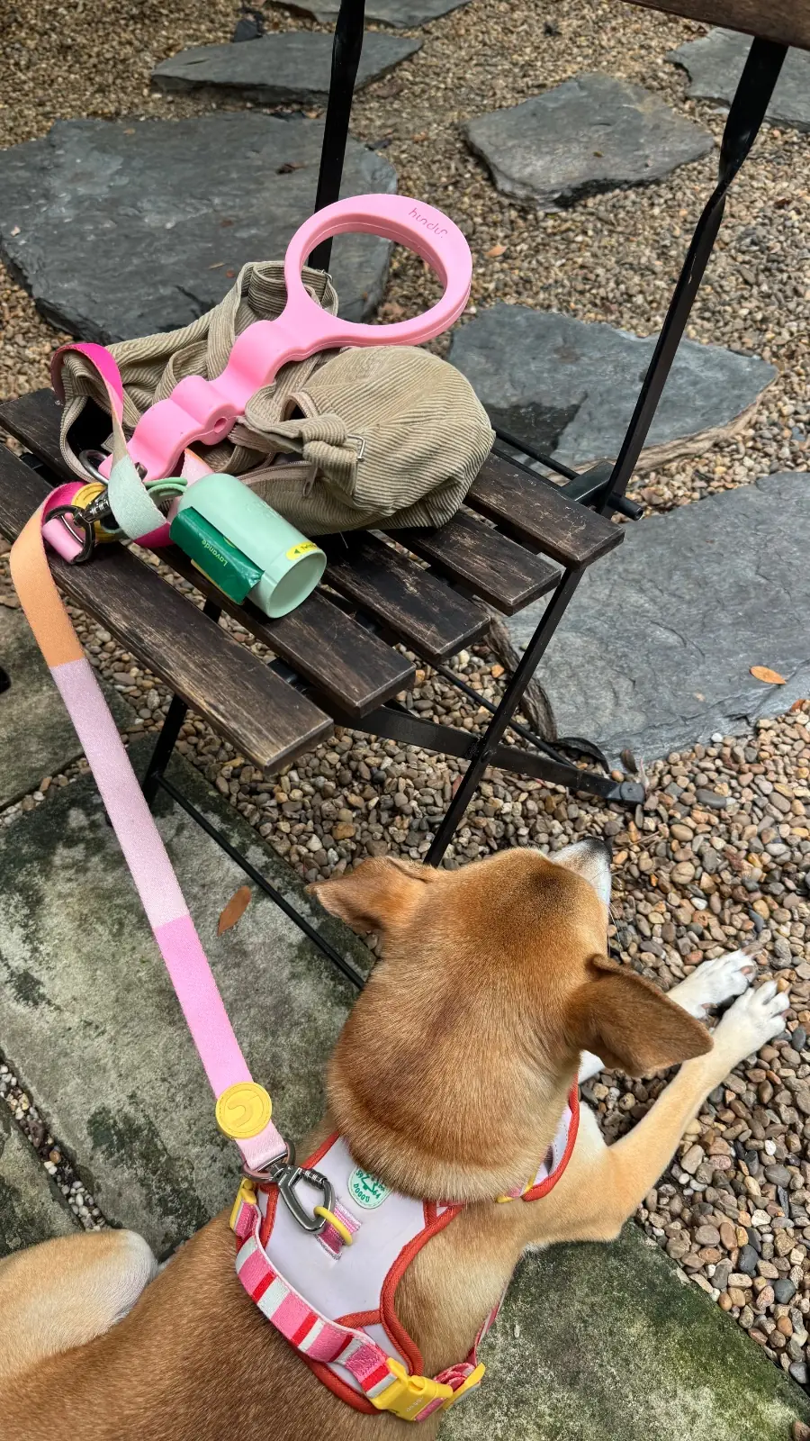Allo House pets image 5