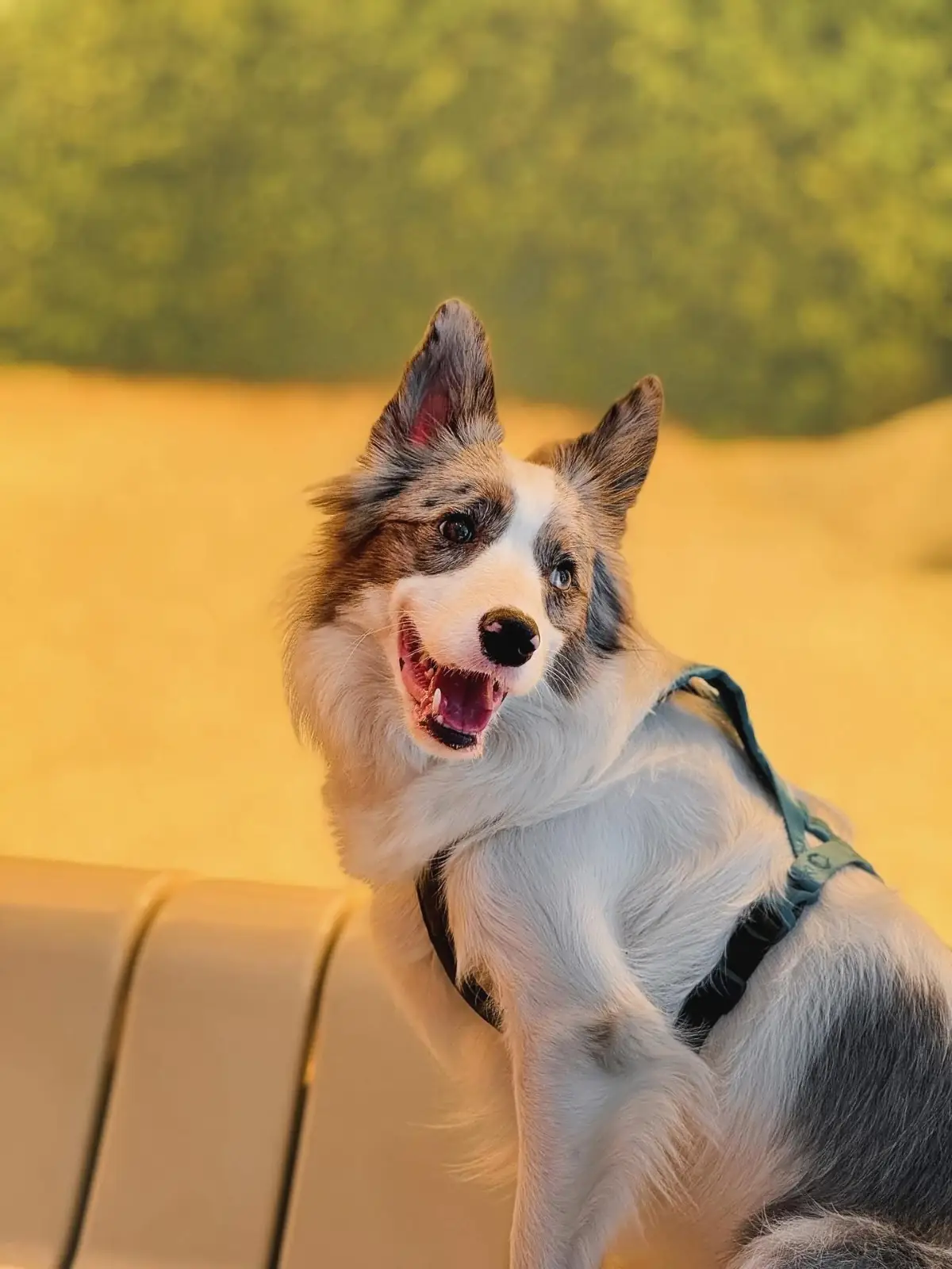 SUN.ABSS pets image 2