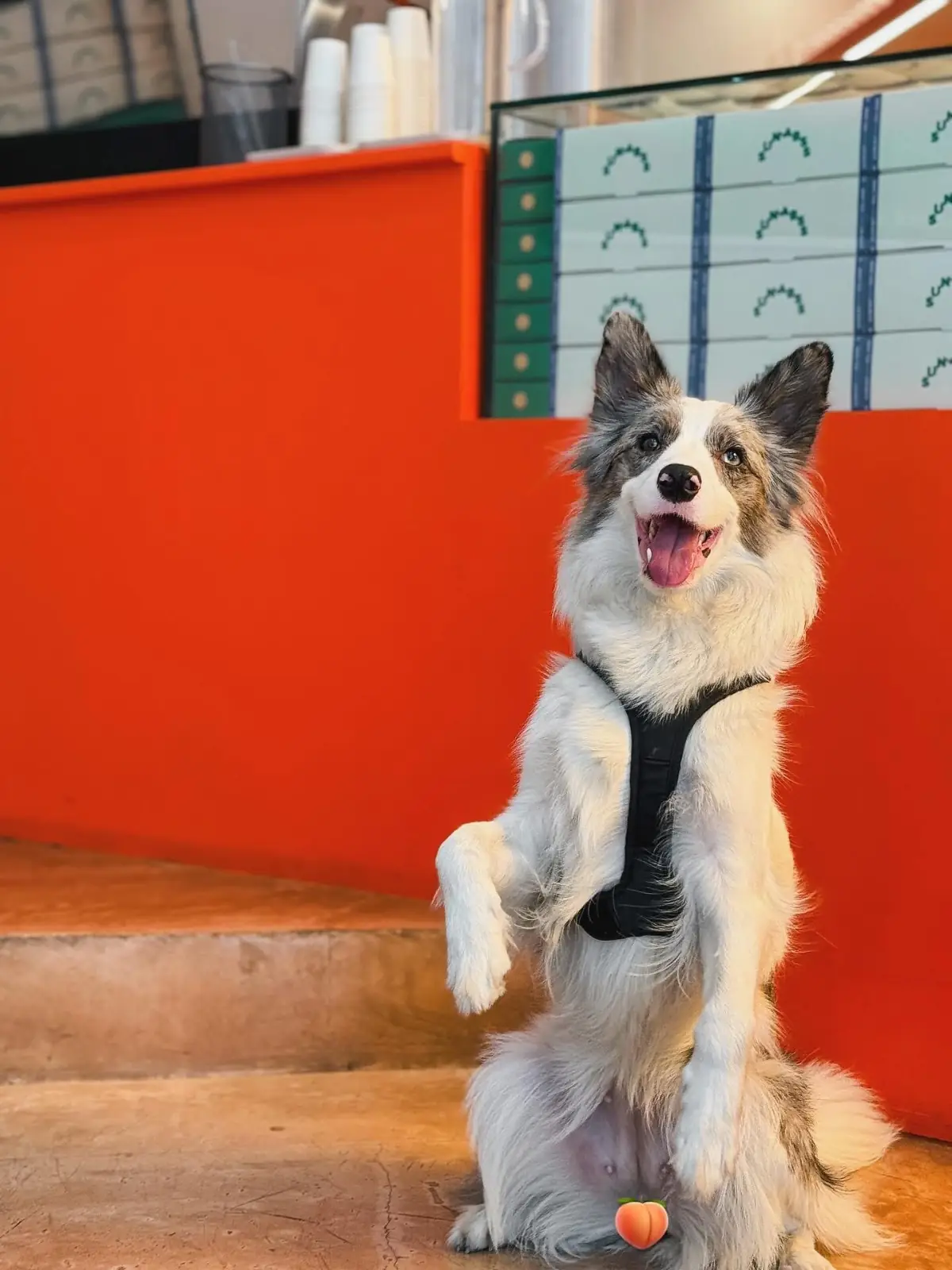 SUN.ABSS pets image 1