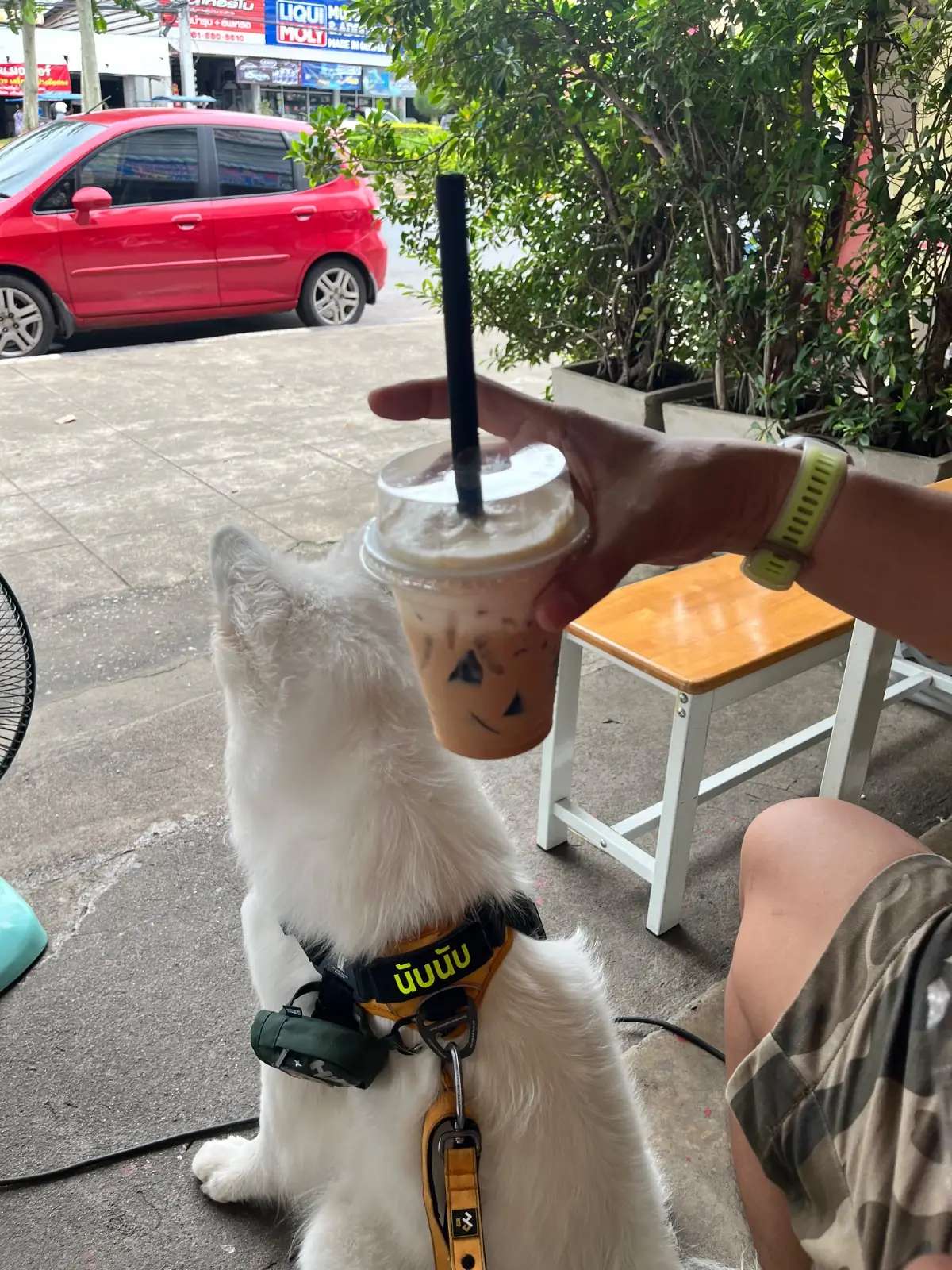 โกกุ๊ก ปากหม้อปูฟู pets image 1