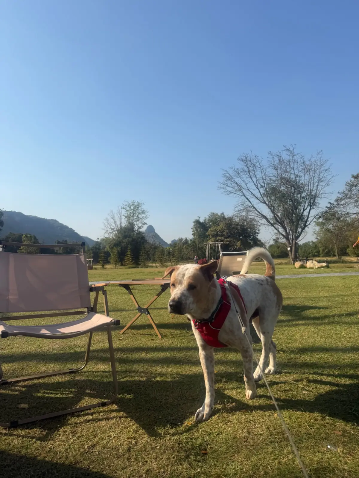 Hug Valley Cafe pets image 1