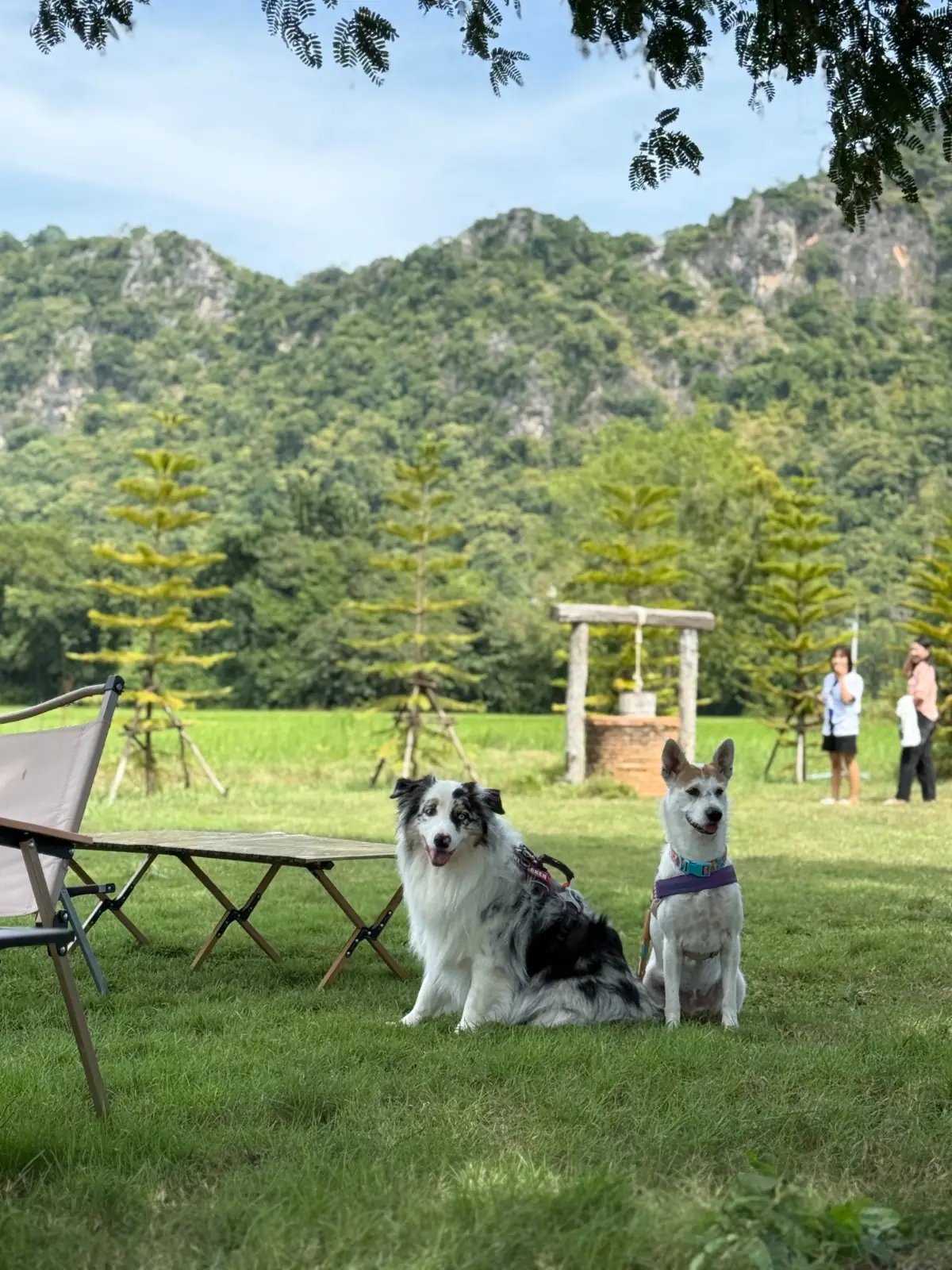 Hug Valley Cafe pets image 3