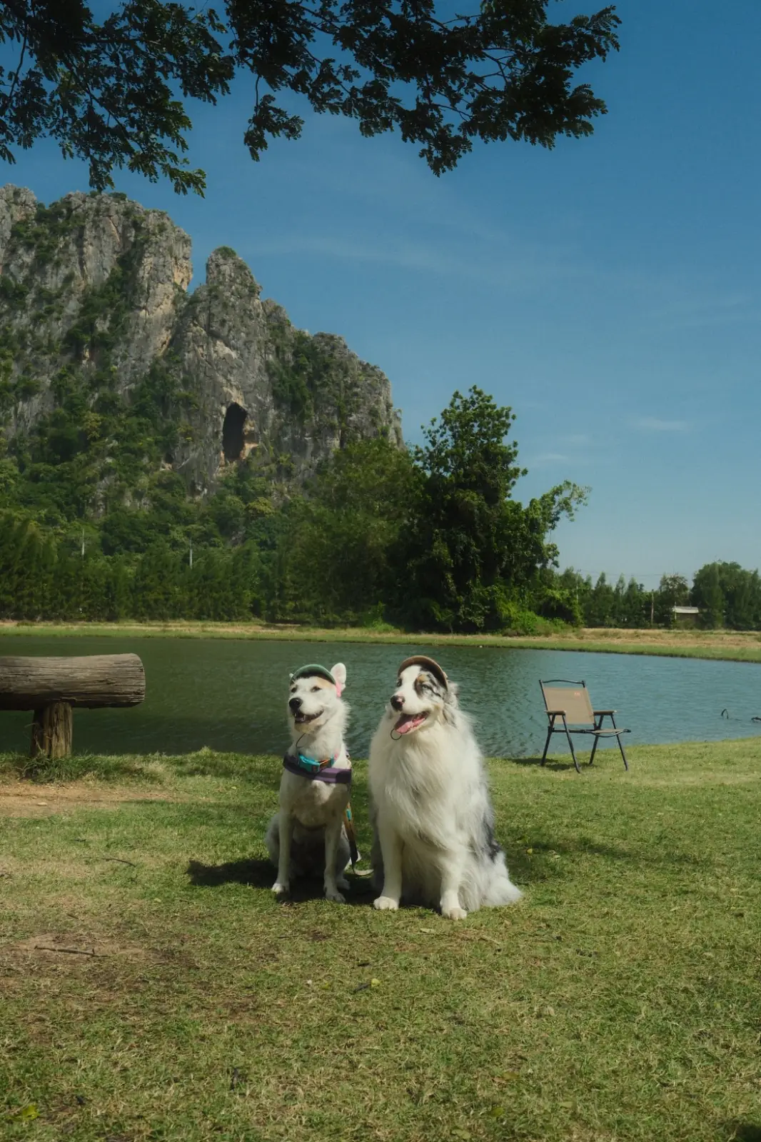 Hug Valley Cafe pets image 4