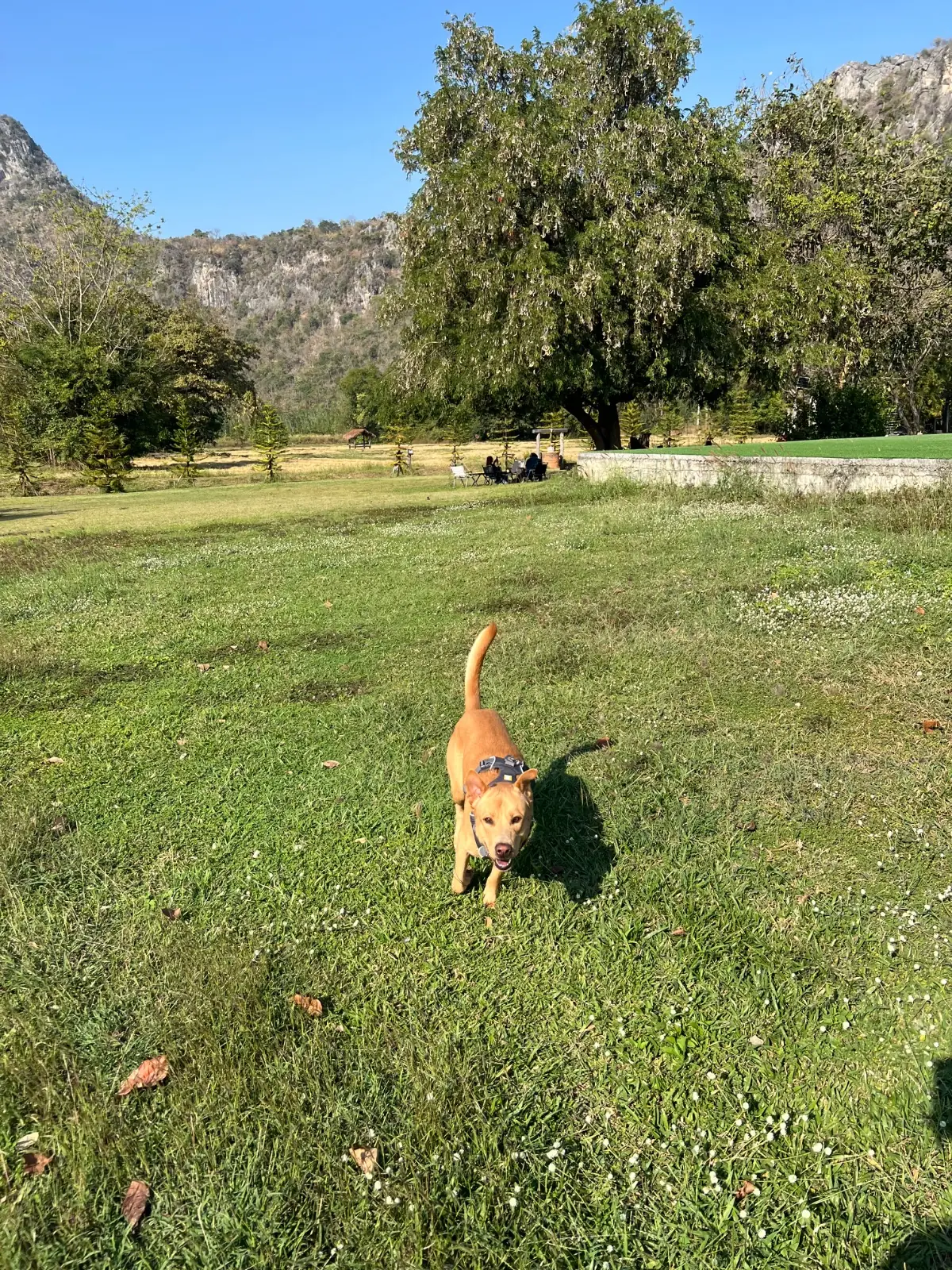 Hug Valley Cafe pets image 2