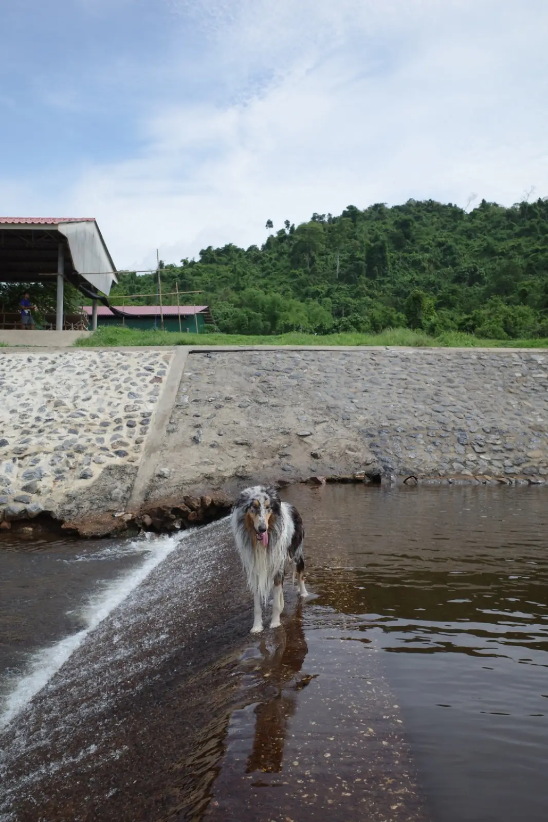 เขื่อนขุนด่านปราการชล pets image 12