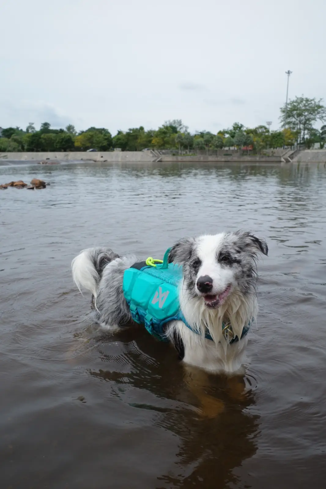 เขื่อนขุนด่านปราการชล pets image 13