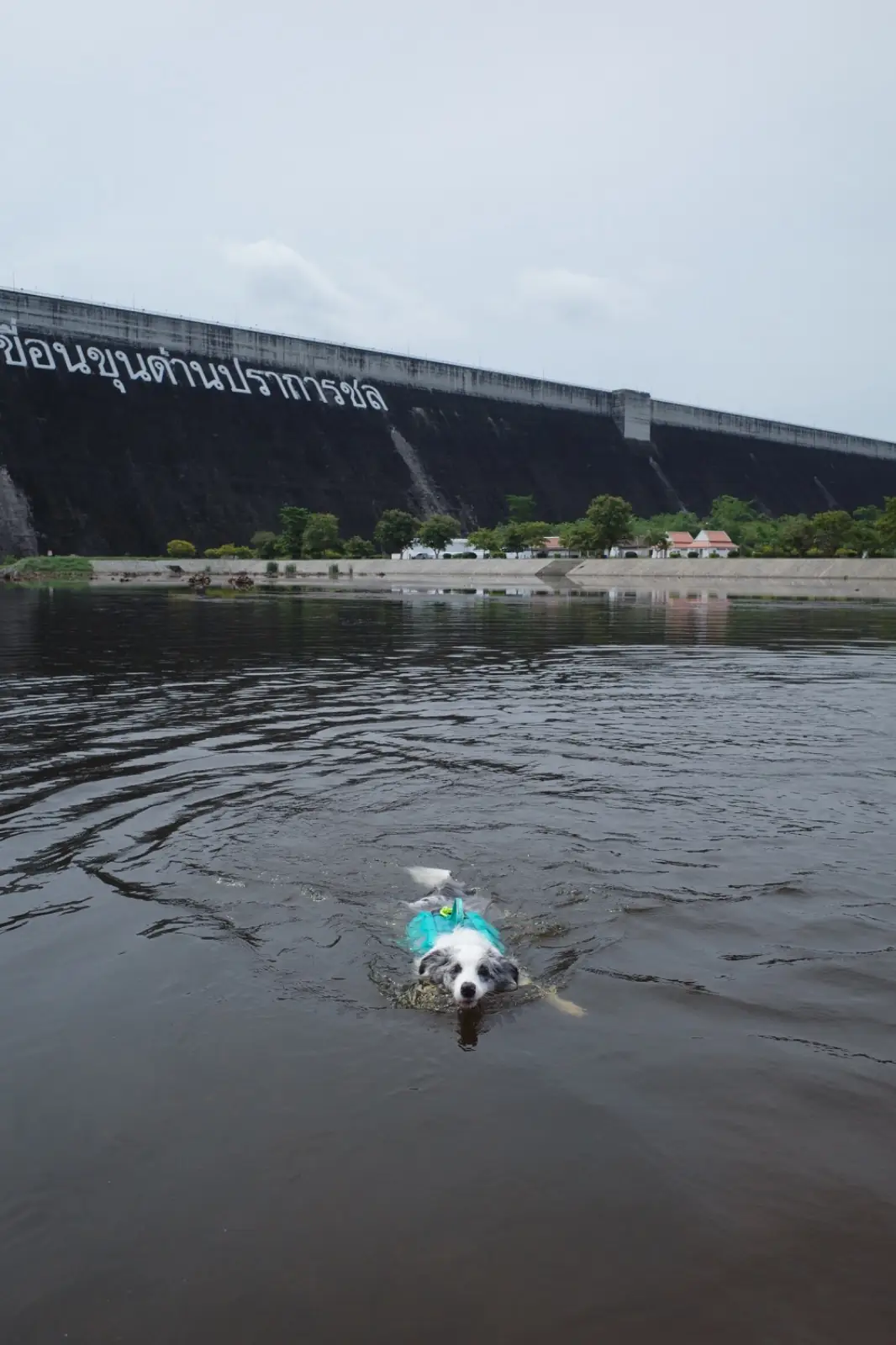 เขื่อนขุนด่านปราการชล pets image 4