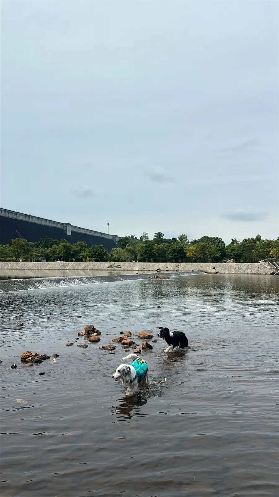 เขื่อนขุนด่านปราการชล pets image 11