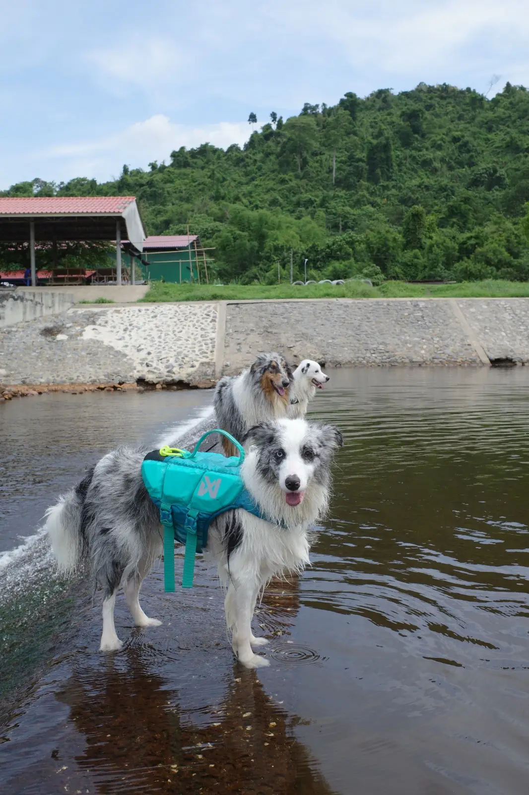 เขื่อนขุนด่านปราการชล pets image 10
