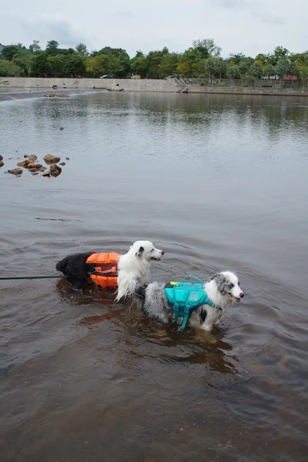 เขื่อนขุนด่านปราการชล pets image 6
