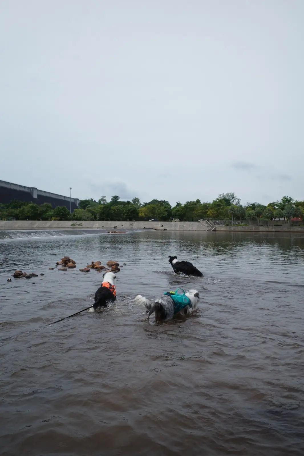 เขื่อนขุนด่านปราการชล pets image 1