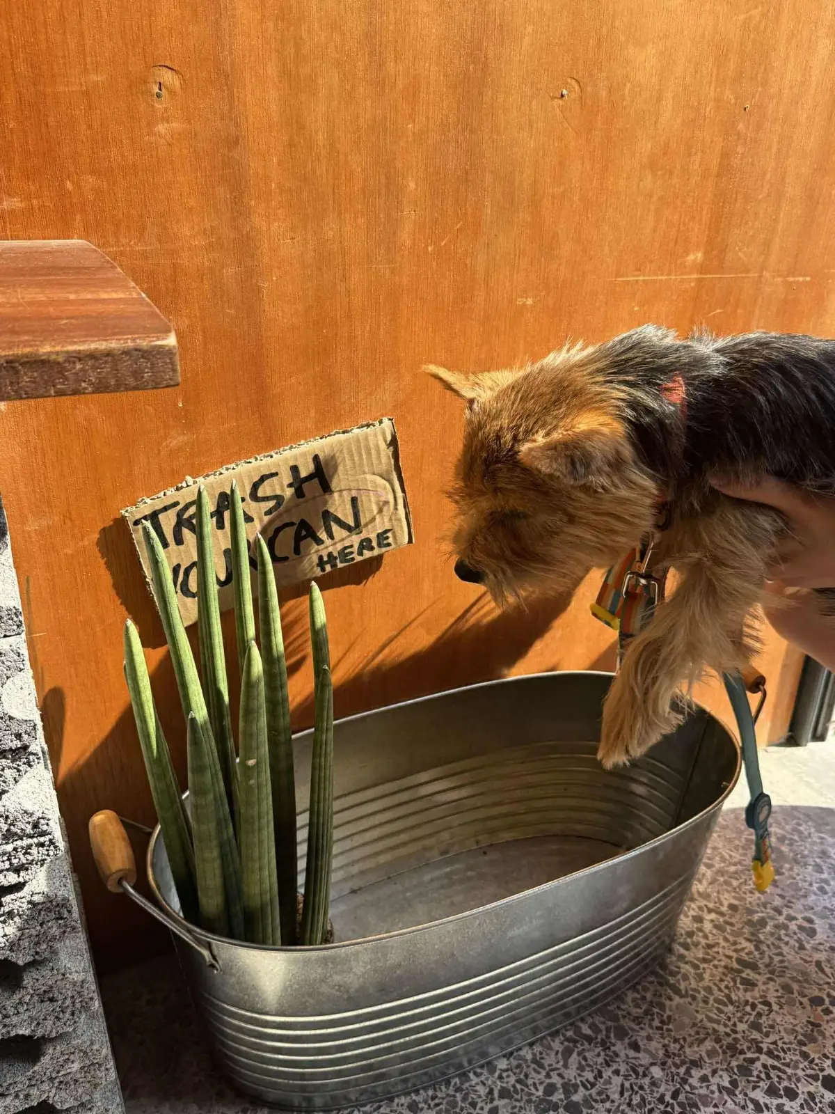 Oh! Vacola Crafted Cola & Hotdog pets image 3