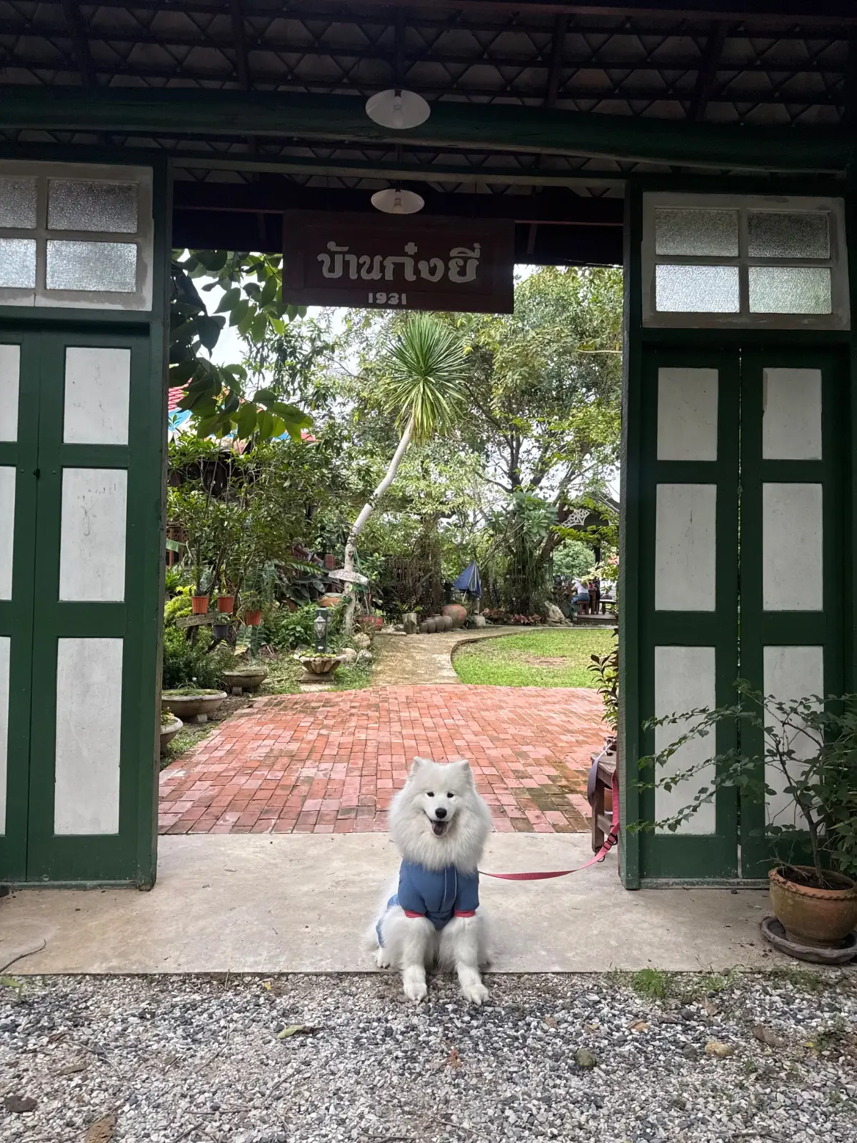 ก๋งยี่ บ้านโบราณ - นครนายก pets image 2