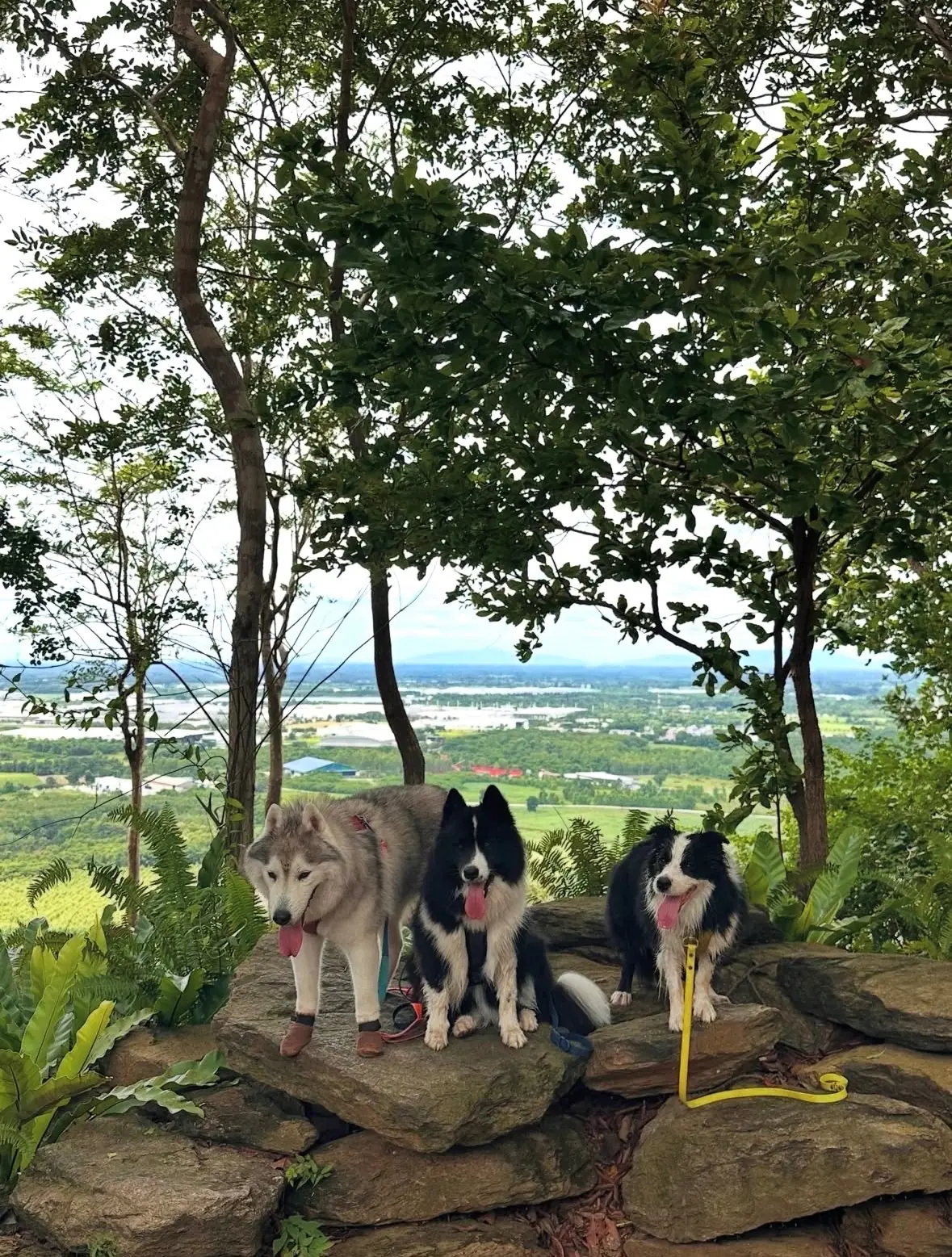 Khao Dong Yang pets image 3