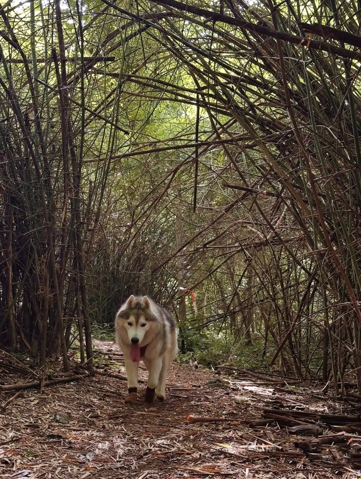 Khao Dong Yang pets image 1