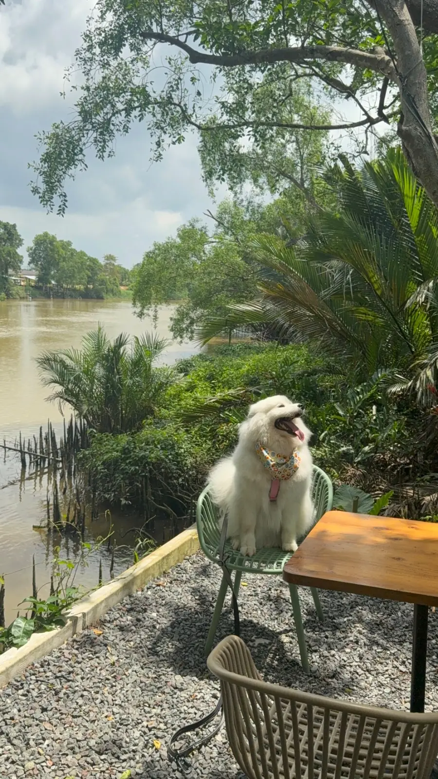 คดข้าว pets image 2