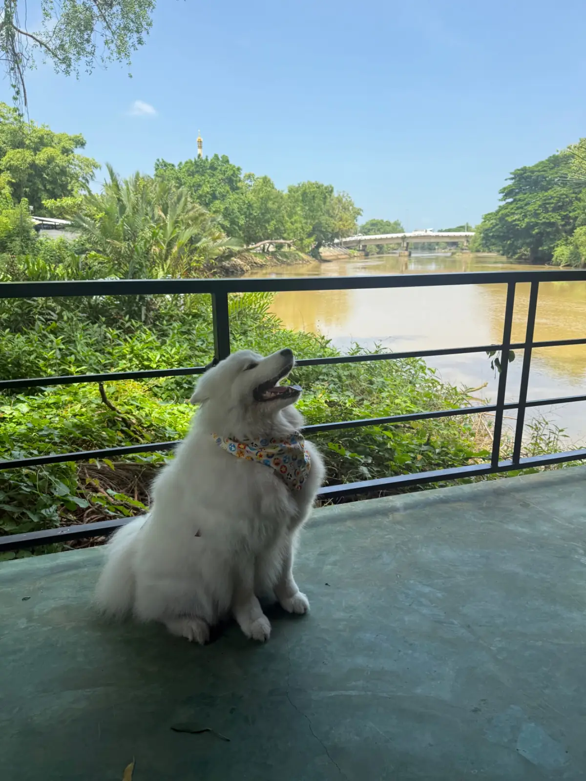 คดข้าว pets image 3